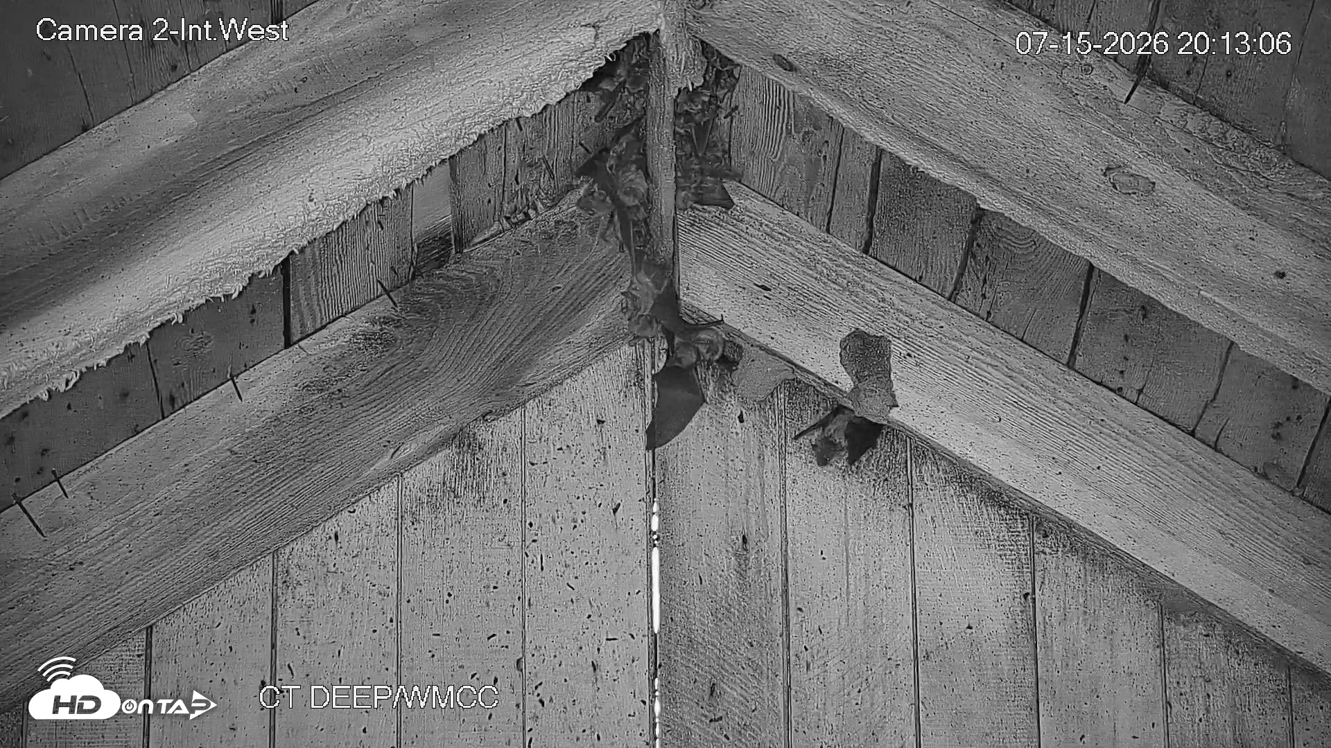 Snapshot of Connecticut Live Bat Webcams taken Jul 15, 2026, 8:13pm EDT