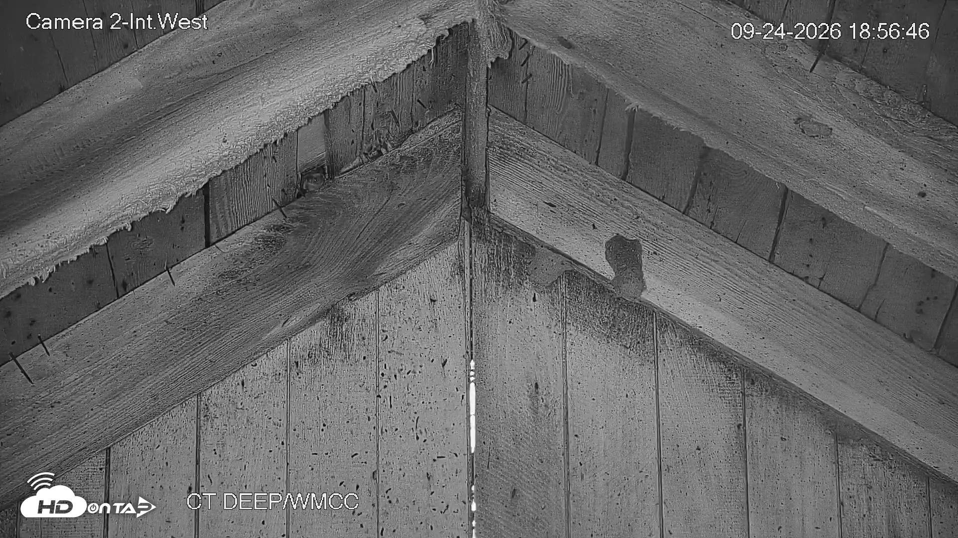 Snapshot of Connecticut Live Bat Webcams taken Sep 24, 2026, 6:57pm EDT