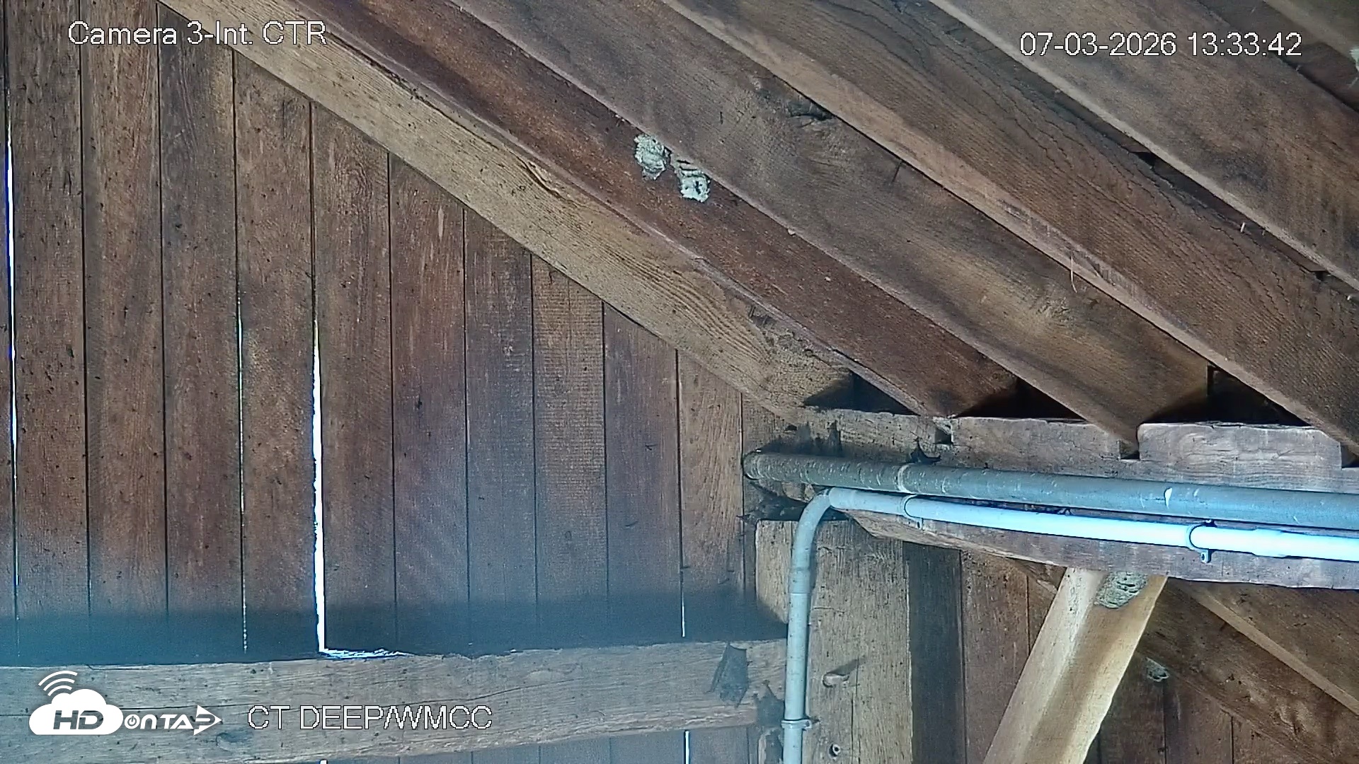 Snapshot of Connecticut Live Bat Webcams taken Jul 3, 2026, 1:33pm EDT