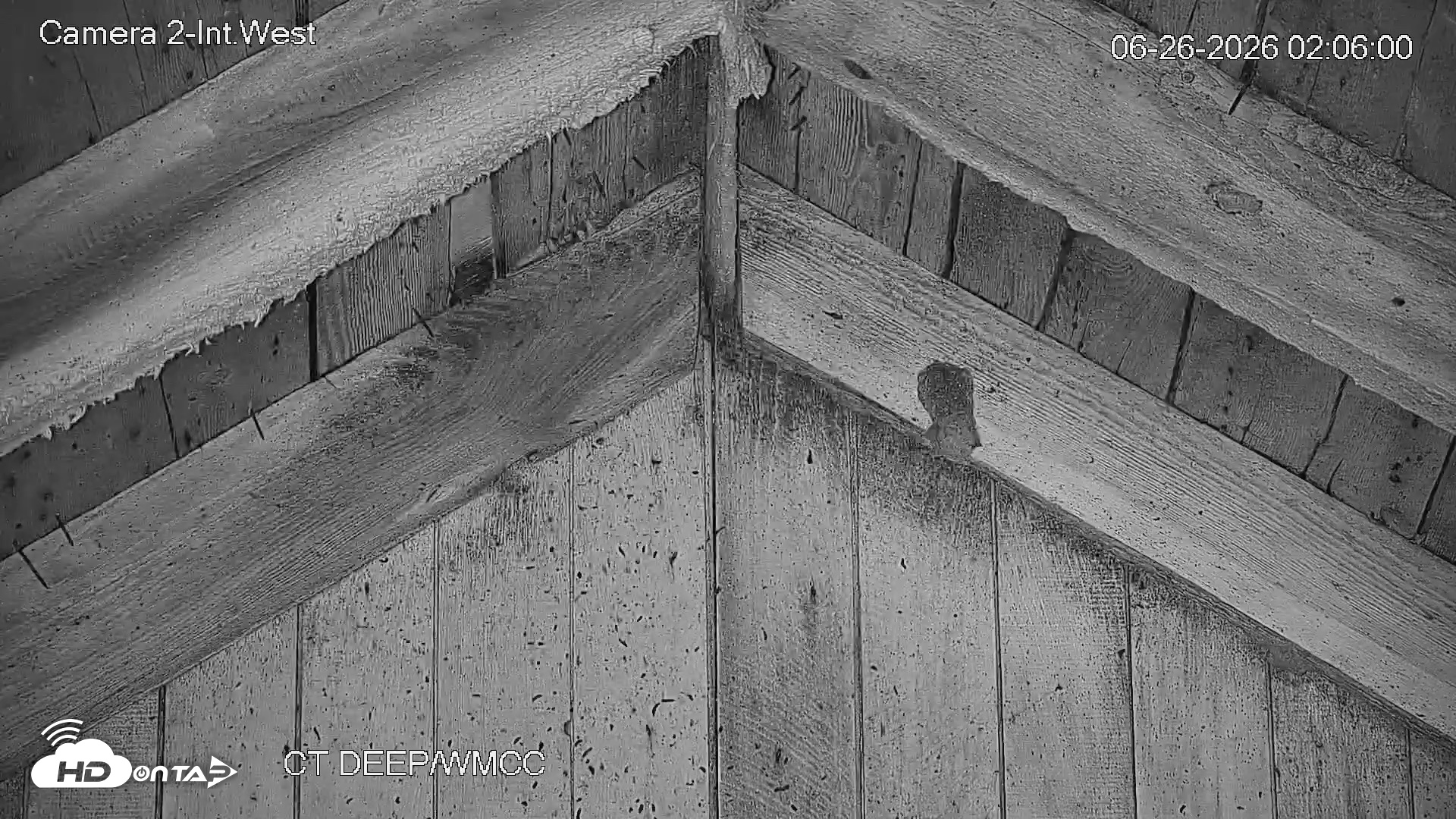 Snapshot of Connecticut Live Bat Webcams taken Jun 26, 2026, 2:06am EDT