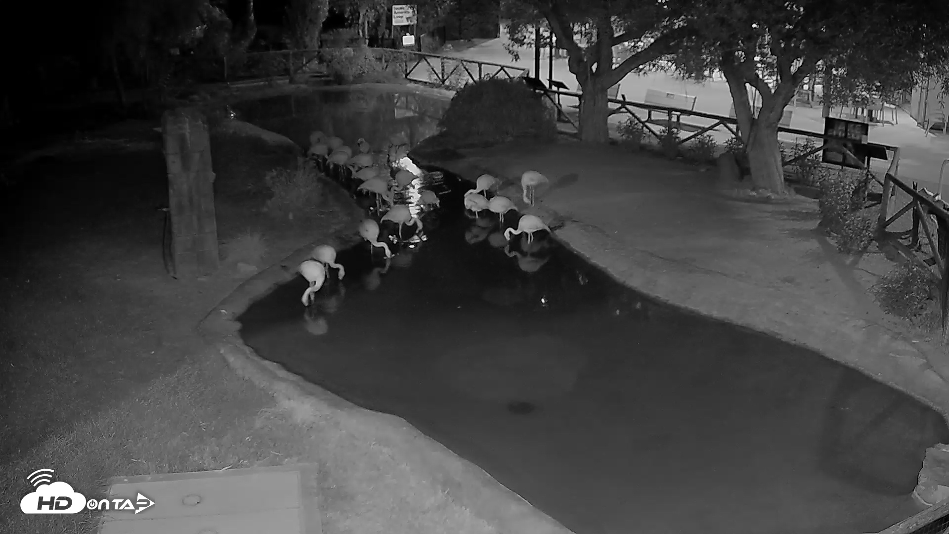 Snapshot of Reid Park Zoo Flamingo taken Aug 19, 2025, 7:51pm MST
