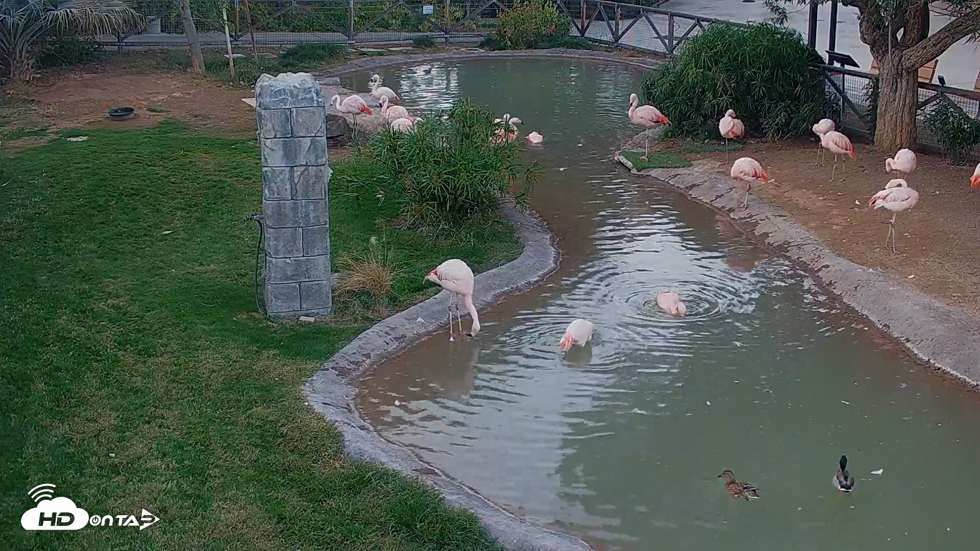 Snapshot of Reid Park Zoo Flamingos Live Webcam taken Nov 24, 2025, 4:48pm MST