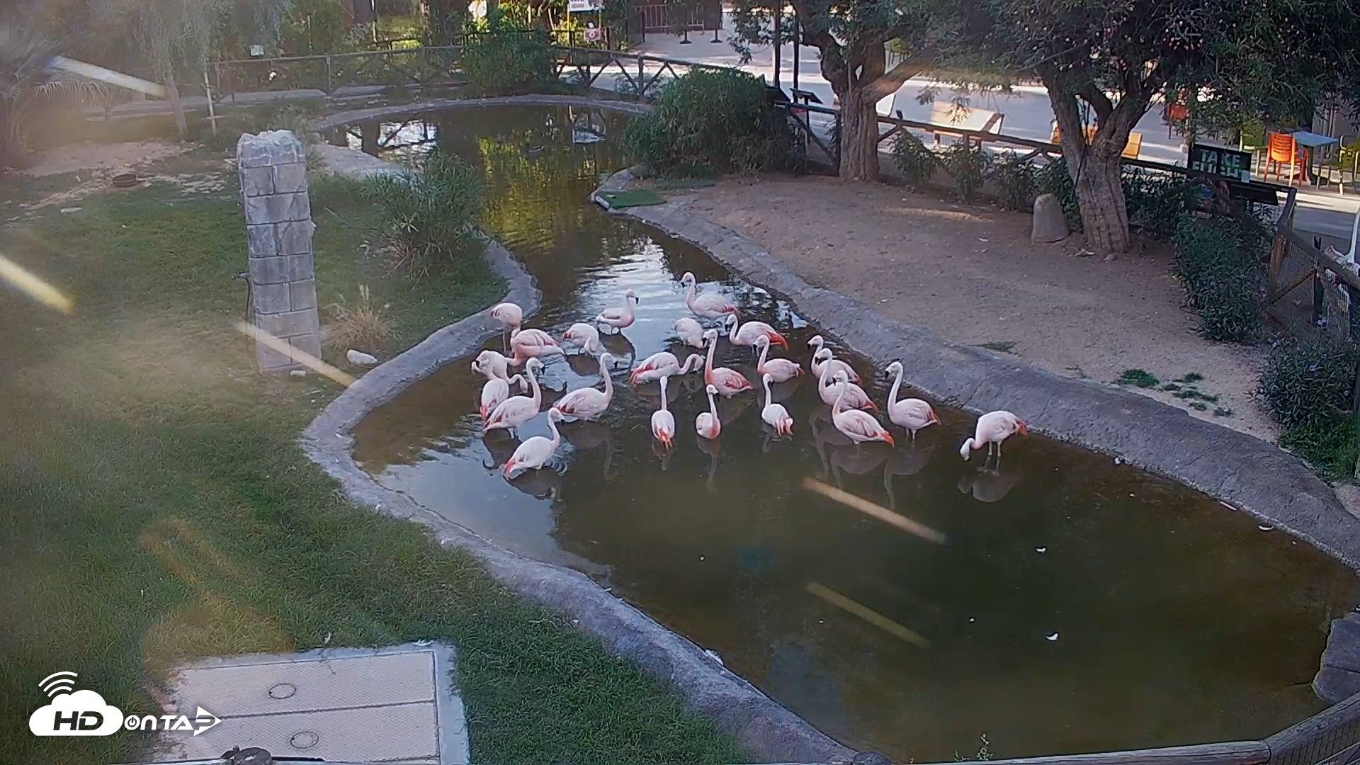 Snapshot of Reid Park Zoo Flamingos Live Webcam taken Oct 21, 2025, 4:34pm MST