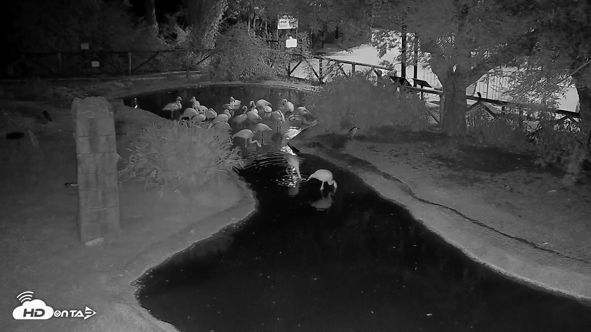 Snapshot of Reid Park Zoo Flamingos Live Webcam taken Aug 5, 2026, 10:31pm MST