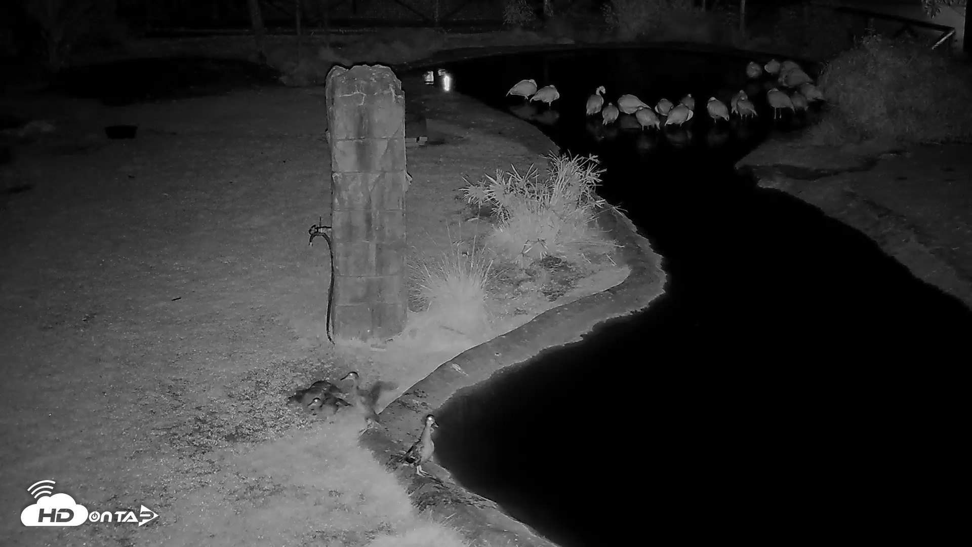 Snapshot of Reid Park Zoo Flamingo taken May 27, 2025, 4:40am MST