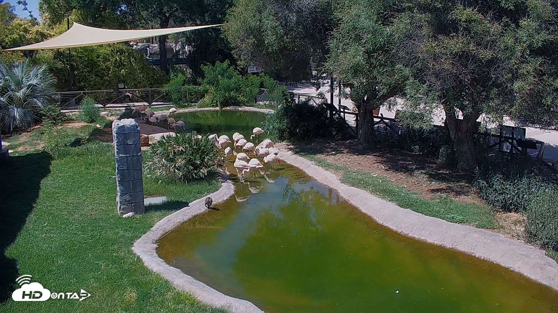 Snapshot of Reid Park Zoo Flamingos Live Webcam taken Sep 9, 2026, 1:01pm MST