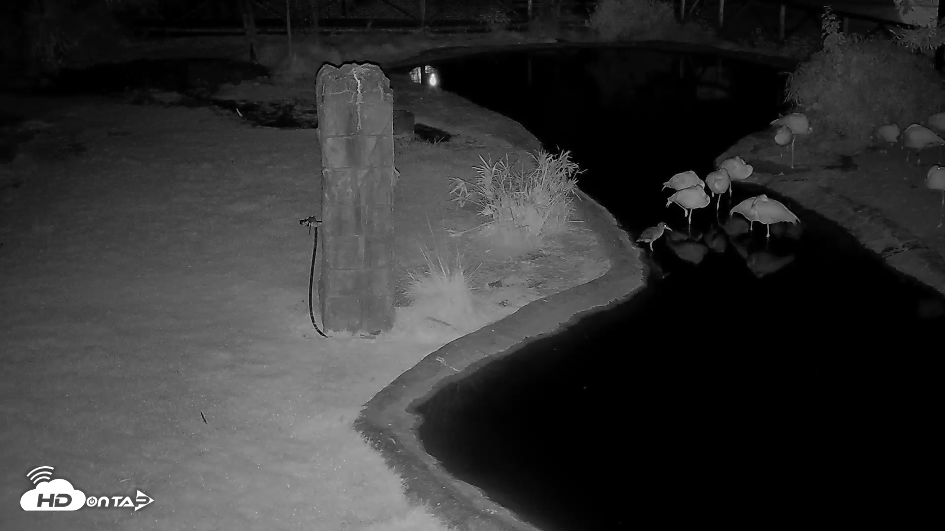 Snapshot of Reid Park Zoo Flamingo taken Jul 2, 2025, 3:30am MST