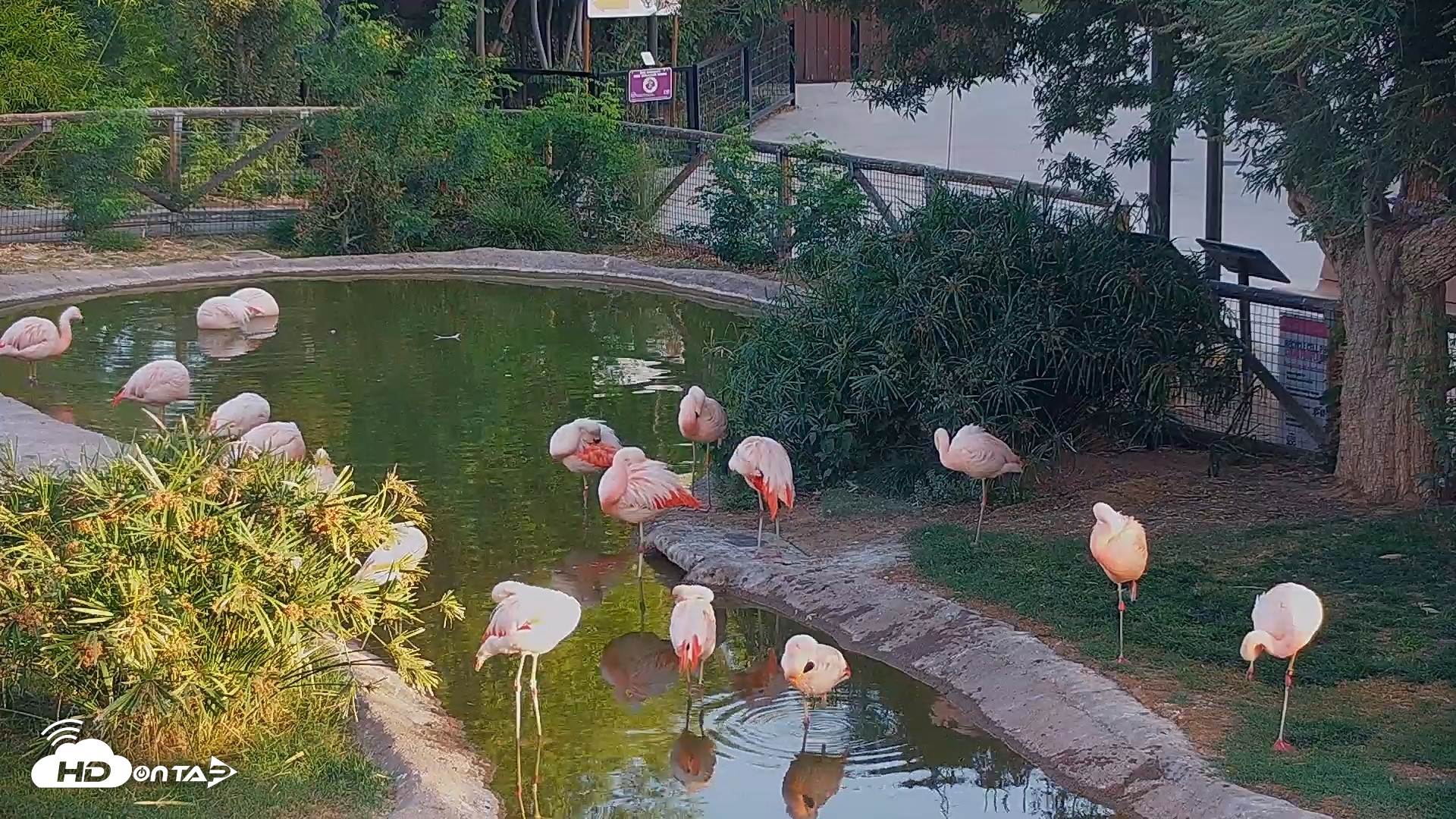Snapshot of Reid Park Zoo Flamingos Live Webcam taken Jun 4, 2026, 6:01am MST