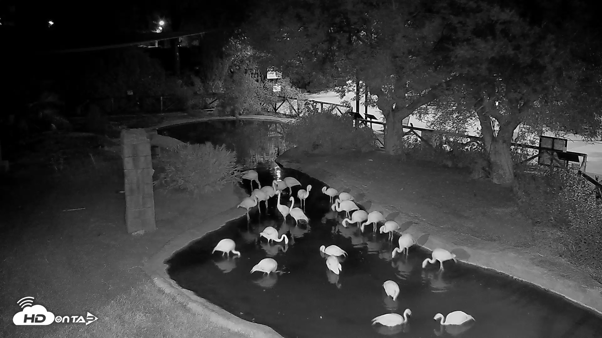 Snapshot of Reid Park Zoo Flamingos Live Webcam taken Sep 6, 2026, 8:34pm MST