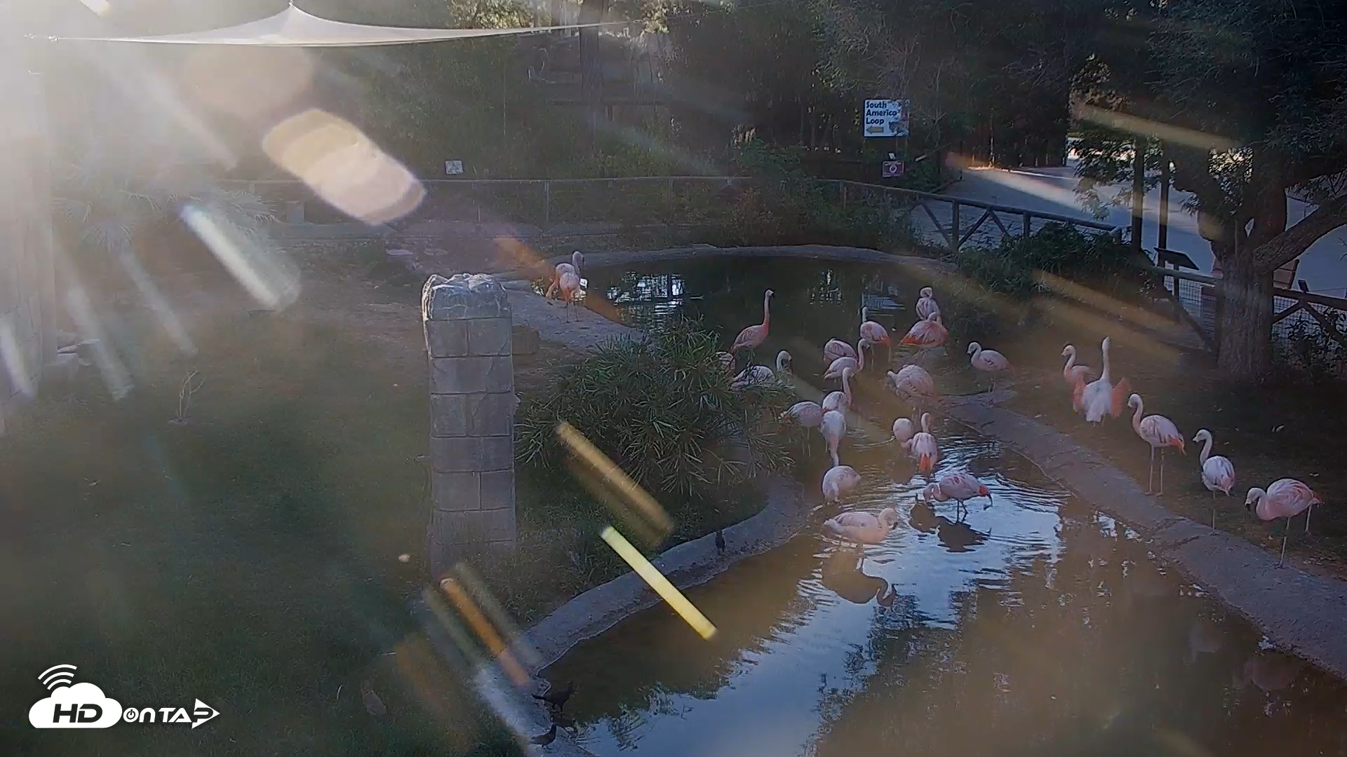 Snapshot of Reid Park Zoo Flamingos Live Webcam taken Apr 7, 2026, 5:59pm MST