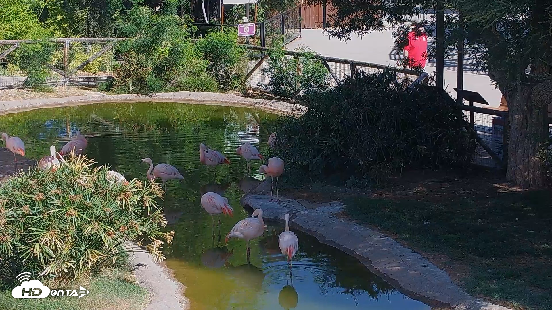 Snapshot of Reid Park Zoo Flamingos Live Webcam taken Jun 8, 2026, 8:38am MST