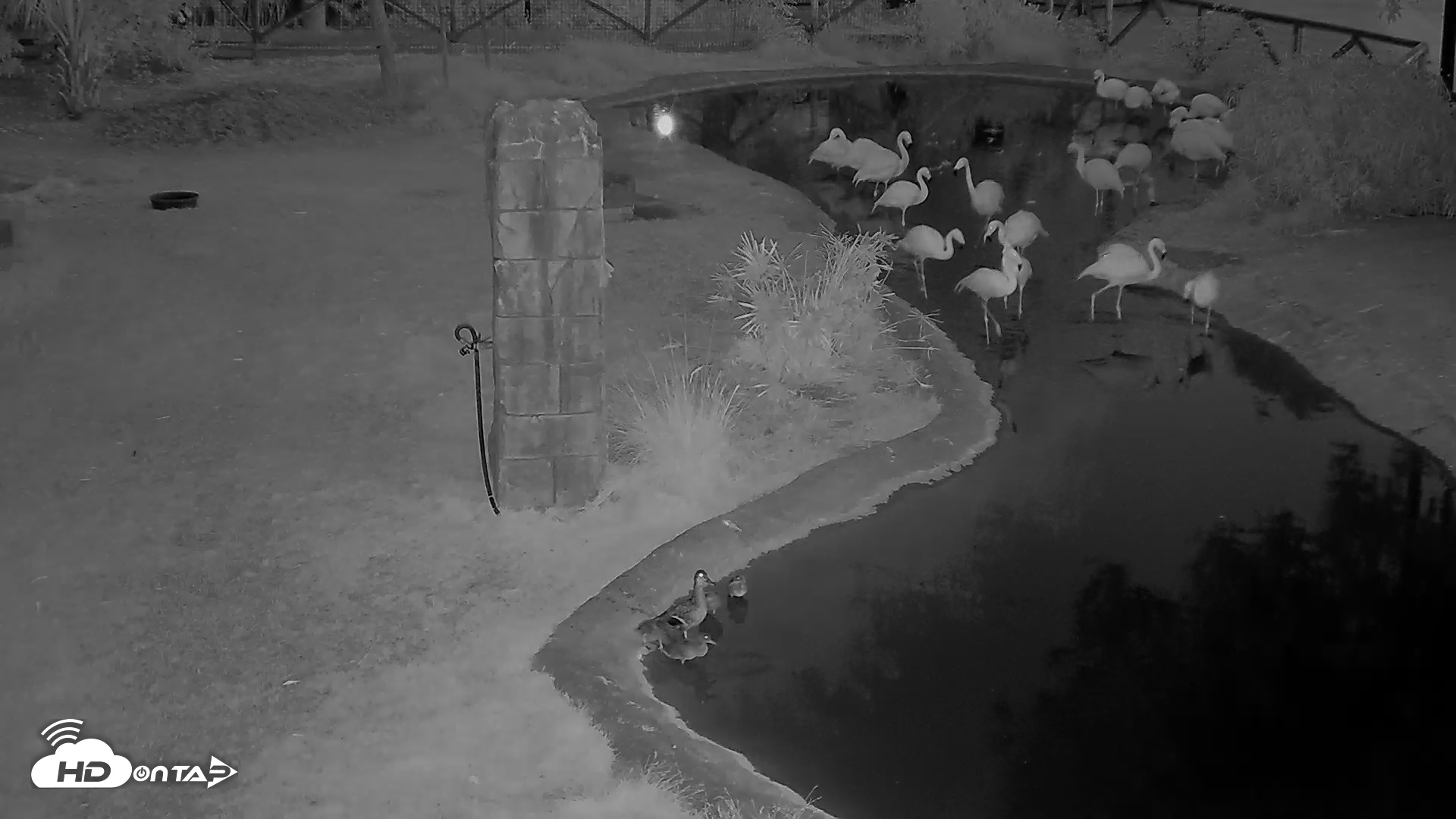 Snapshot of Reid Park Zoo Flamingo taken May 10, 2025, 5:03am MST