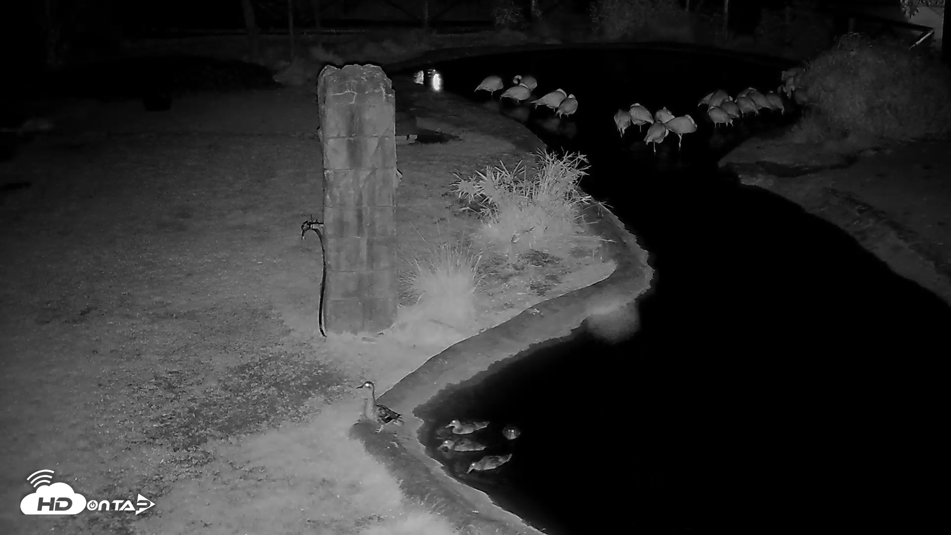 Snapshot of Reid Park Zoo Flamingo taken May 22, 2025, 4:02am MST