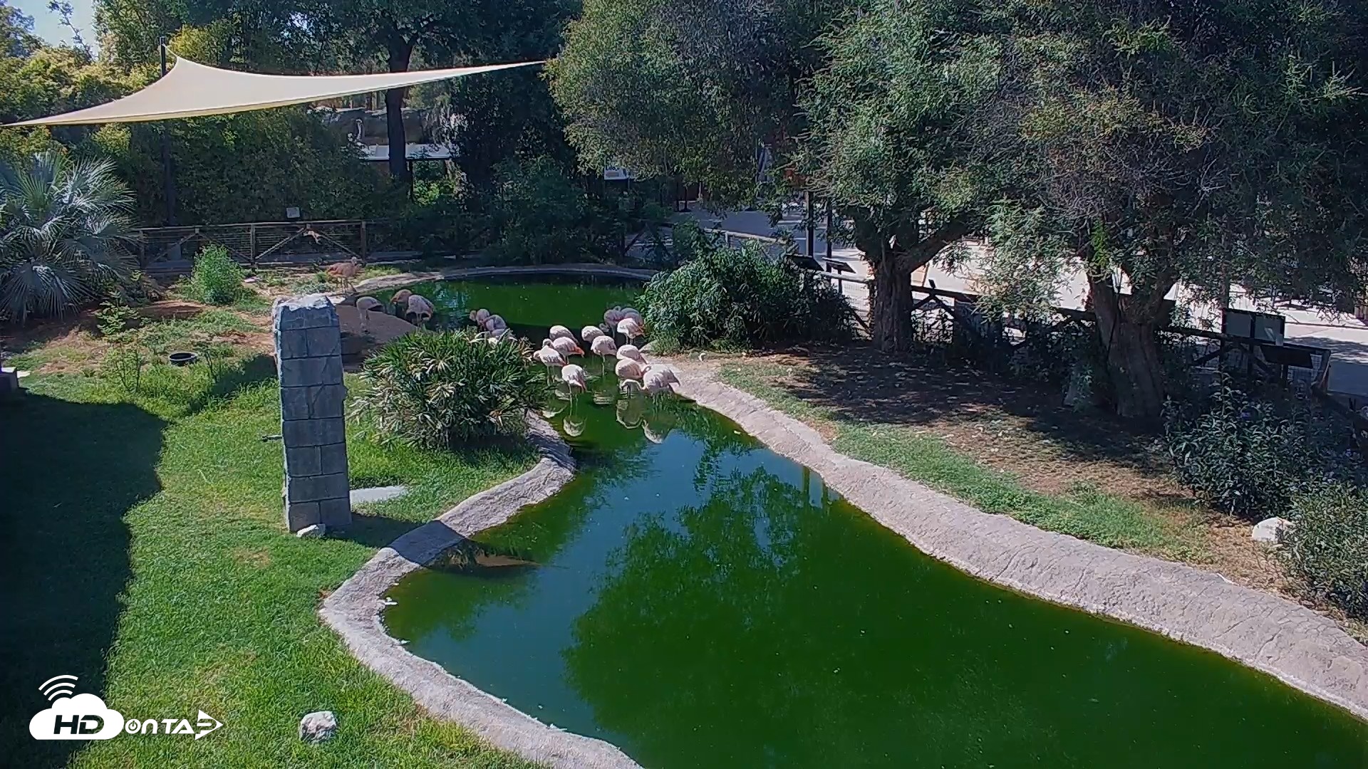 Snapshot of Reid Park Zoo Flamingos Live Webcam taken Sep 1, 2026, 3:04pm MST