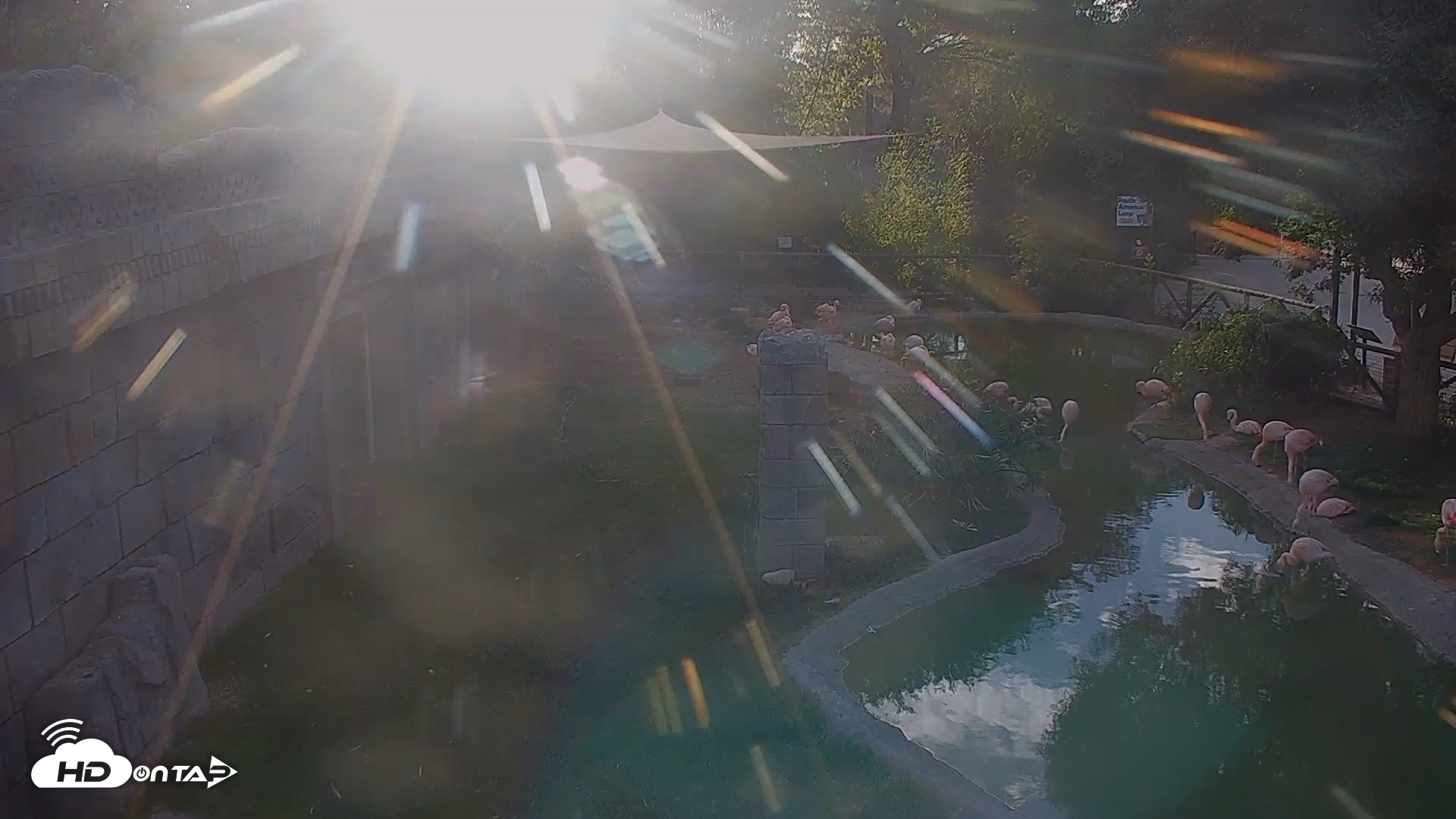 Snapshot of Reid Park Zoo Flamingos Live Webcam taken Apr 25, 2026, 6:21pm MST