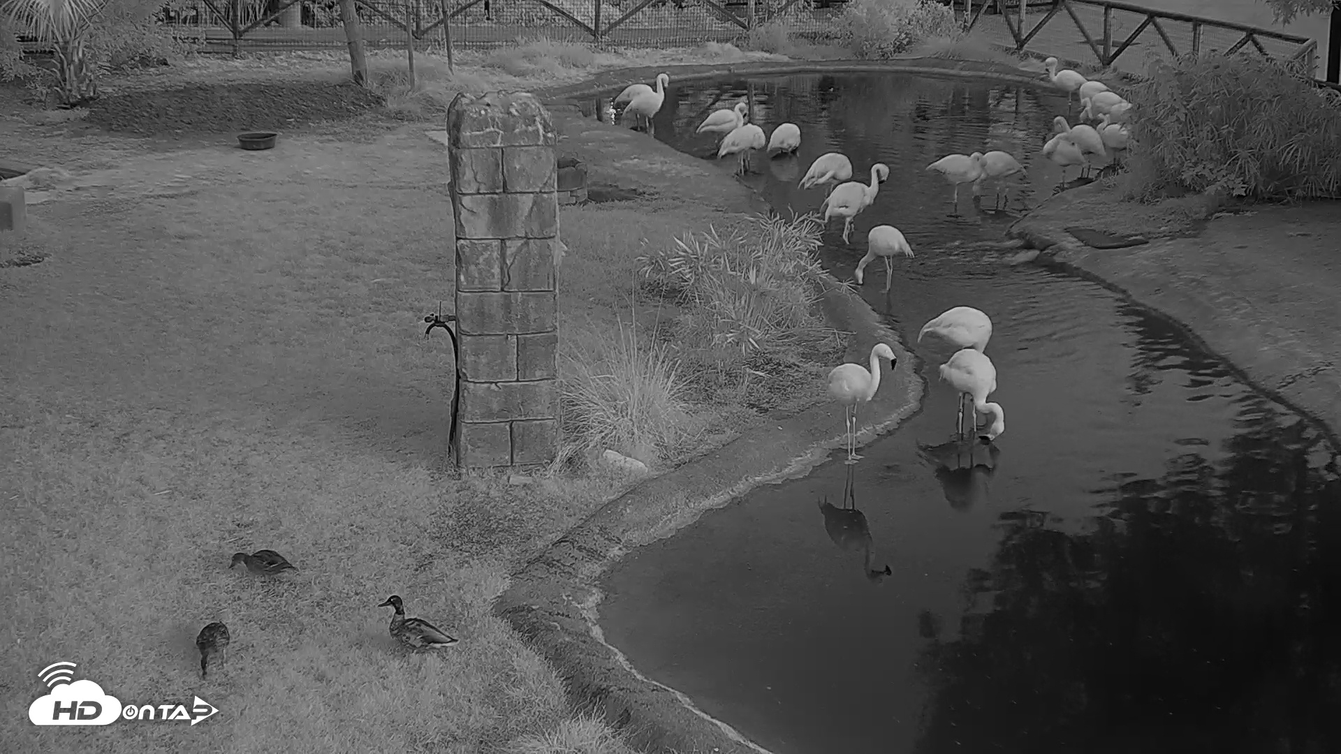 Snapshot of Reid Park Zoo Flamingo taken Jun 8, 2025, 5:03am MST