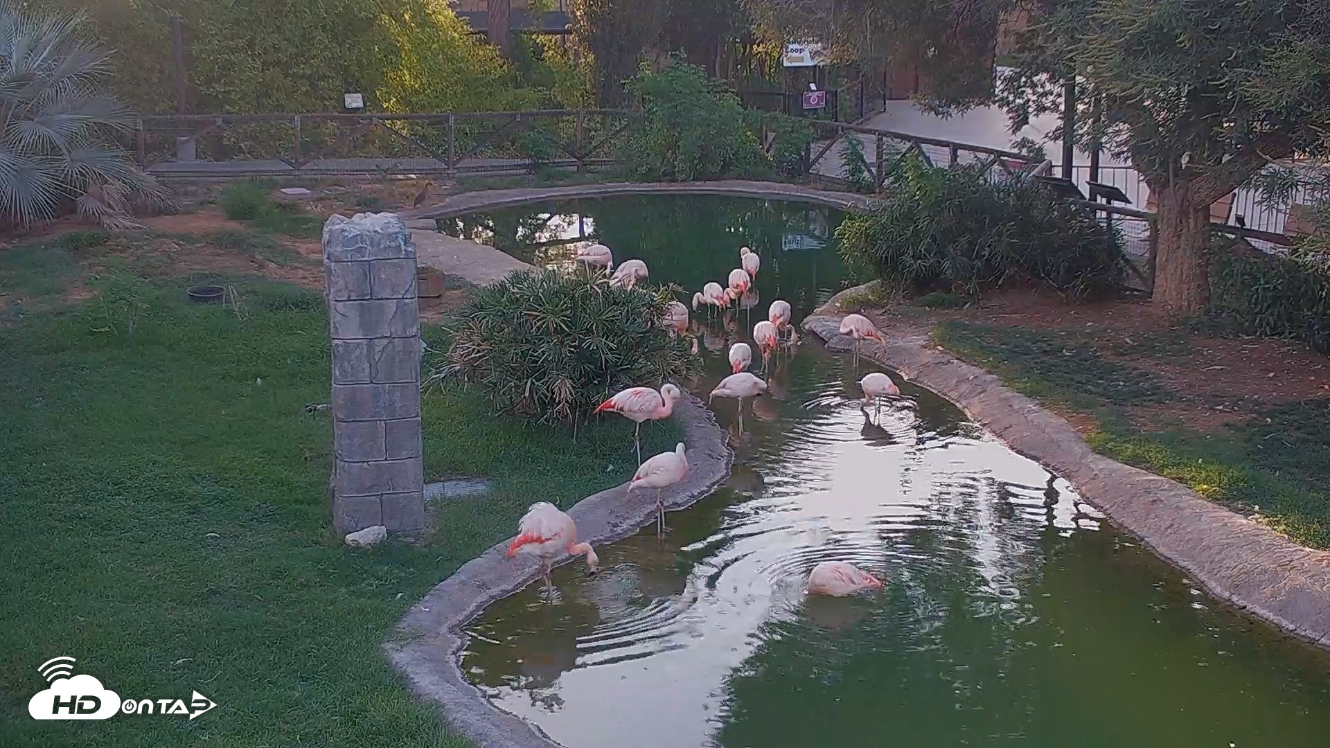 Snapshot of Reid Park Zoo Flamingos Live Webcam taken Jul 26, 2026, 6:50pm MST