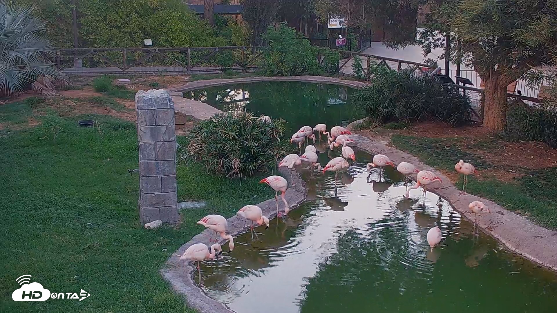 Snapshot of Reid Park Zoo Flamingos Live Webcam taken Jul 26, 2026, 7:24pm MST
