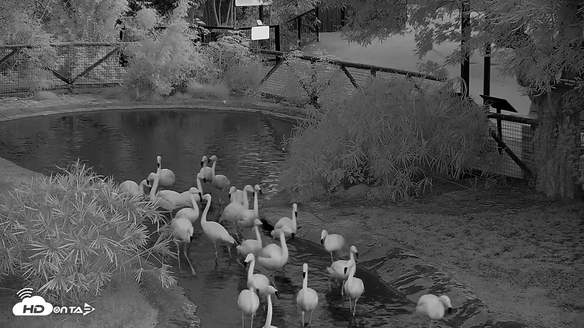 Snapshot of Reid Park Zoo Flamingos Live Webcam taken Jun 6, 2026, 5:02am MST