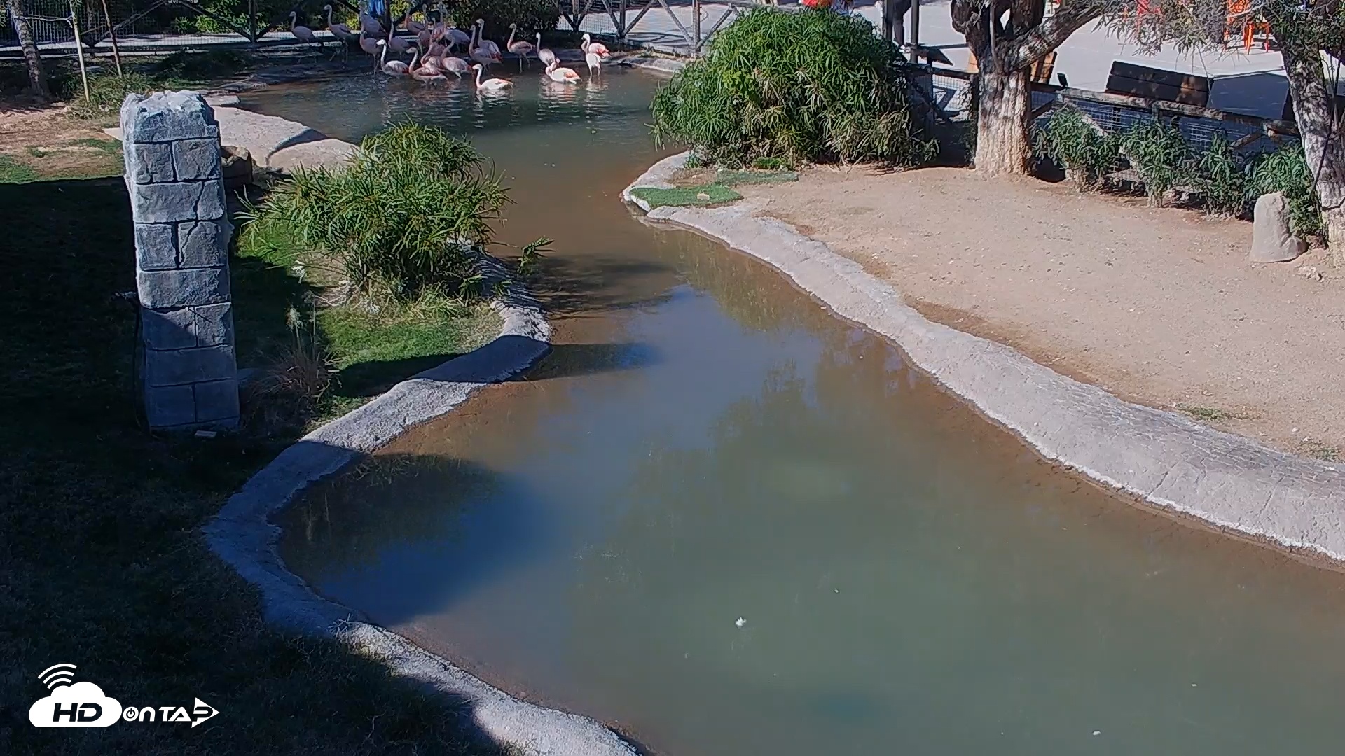 Snapshot of Reid Park Zoo Flamingos Live Webcam taken Dec 10, 2025, 12:46pm MST