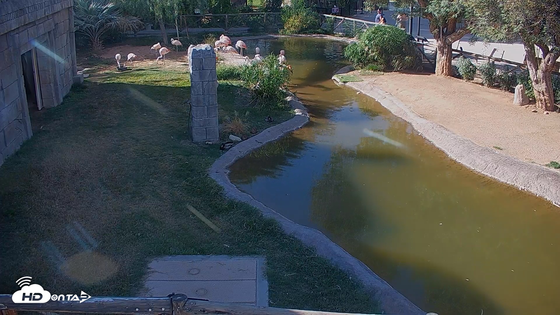 Snapshot of Reid Park Zoo Flamingos Live Webcam taken Nov 3, 2025, 2:57pm MST
