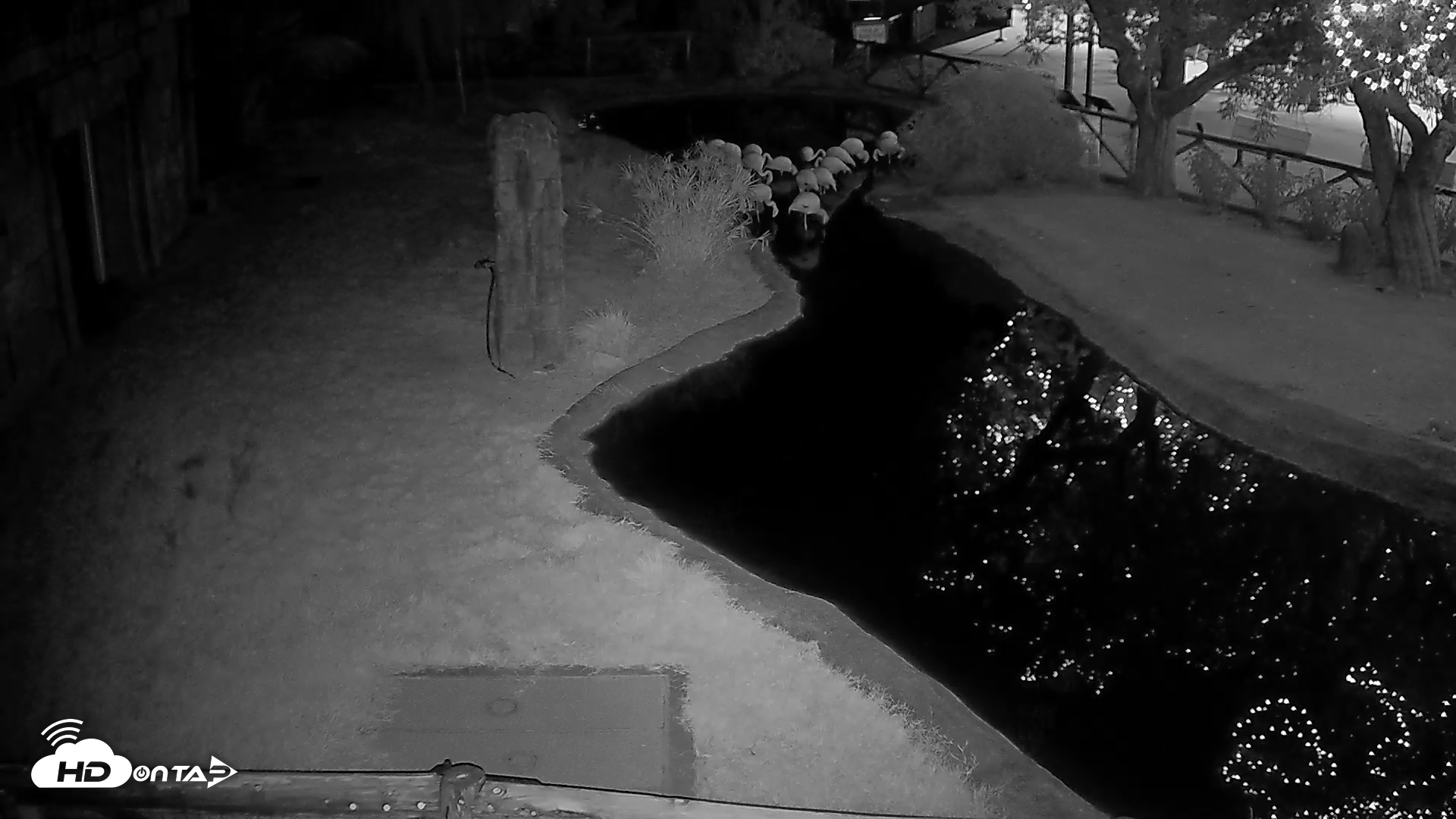 Snapshot of Reid Park Zoo Flamingos Live Webcam taken Oct 28, 2025, 6:57pm MST