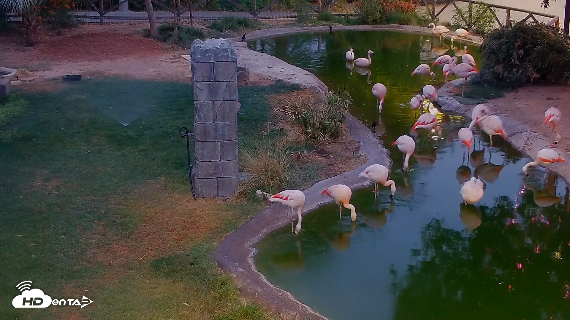 Snapshot of Reid Park Zoo Flamingo taken May 12, 2025, 7:27pm MST