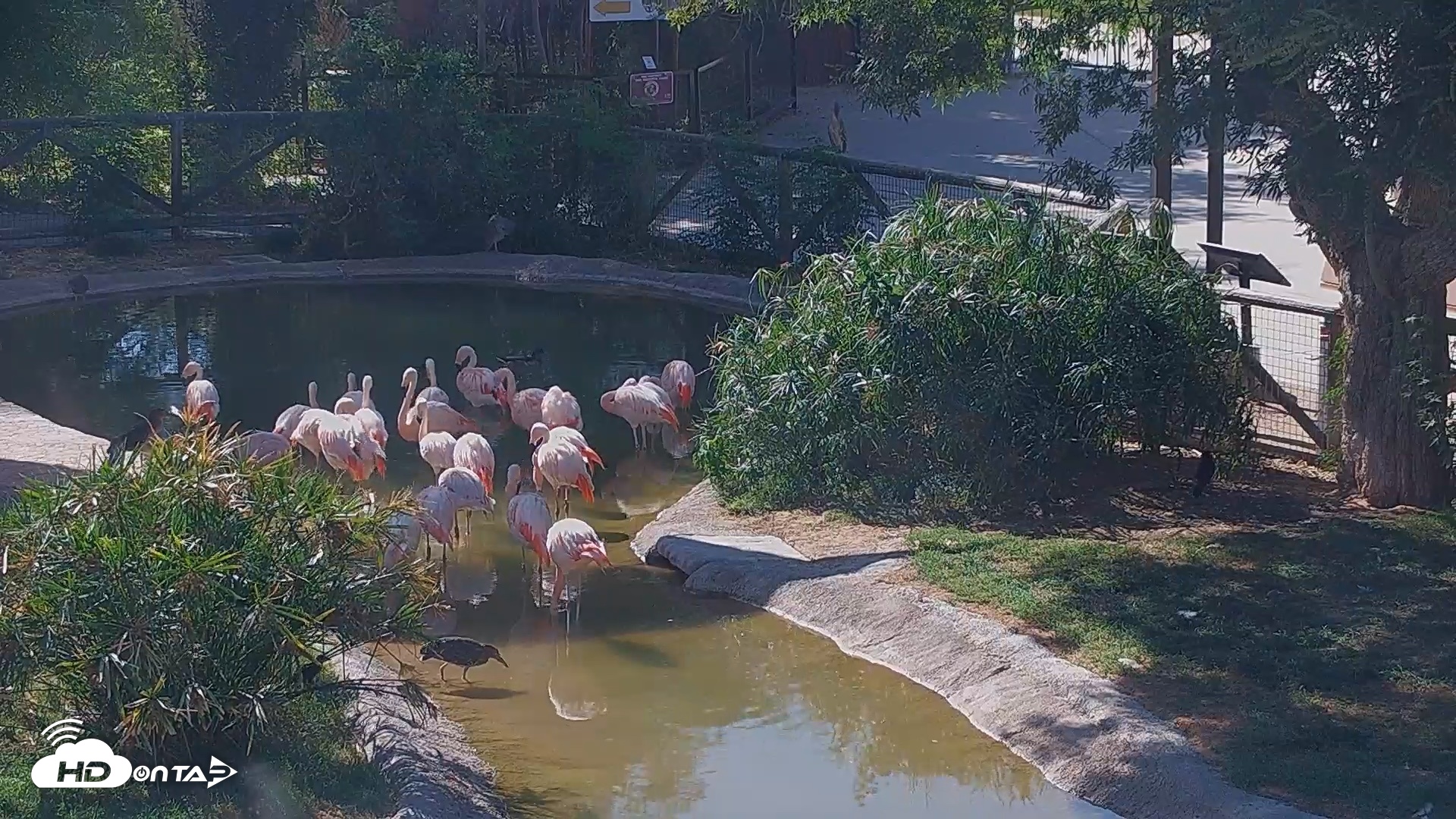 Snapshot of Reid Park Zoo Flamingos Live Webcam taken Jun 10, 2026, 4:16pm MST