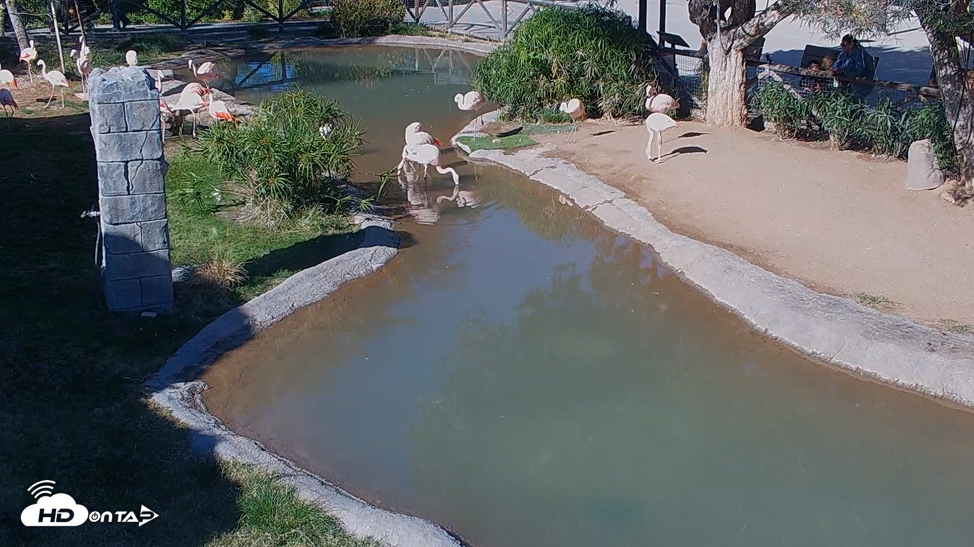 Snapshot of Reid Park Zoo Flamingos Live Webcam taken Dec 6, 2025, 11:54am MST