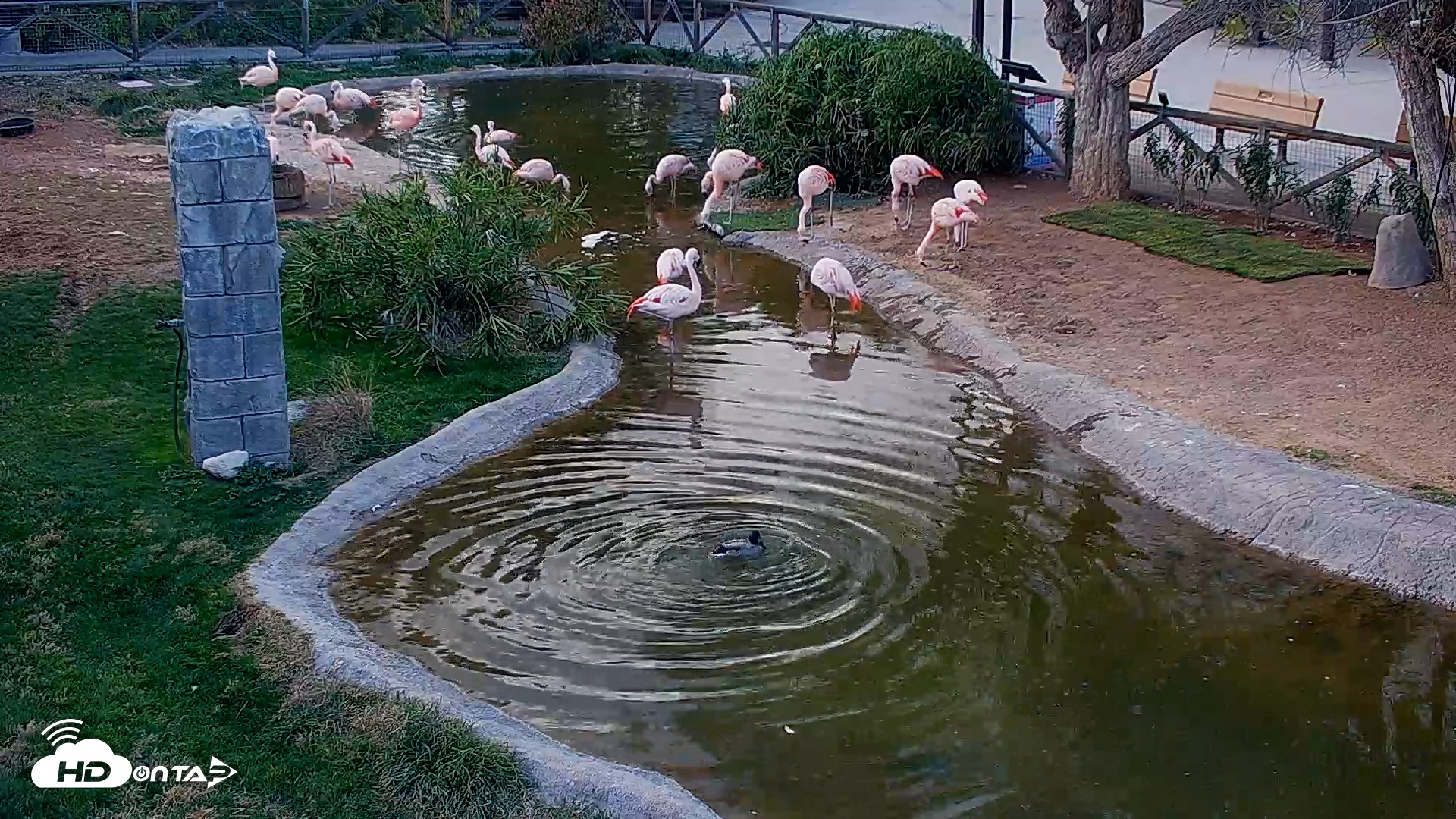 Snapshot of Reid Park Zoo Flamingos Live Webcam taken Feb 11, 2026, 4:40pm MST