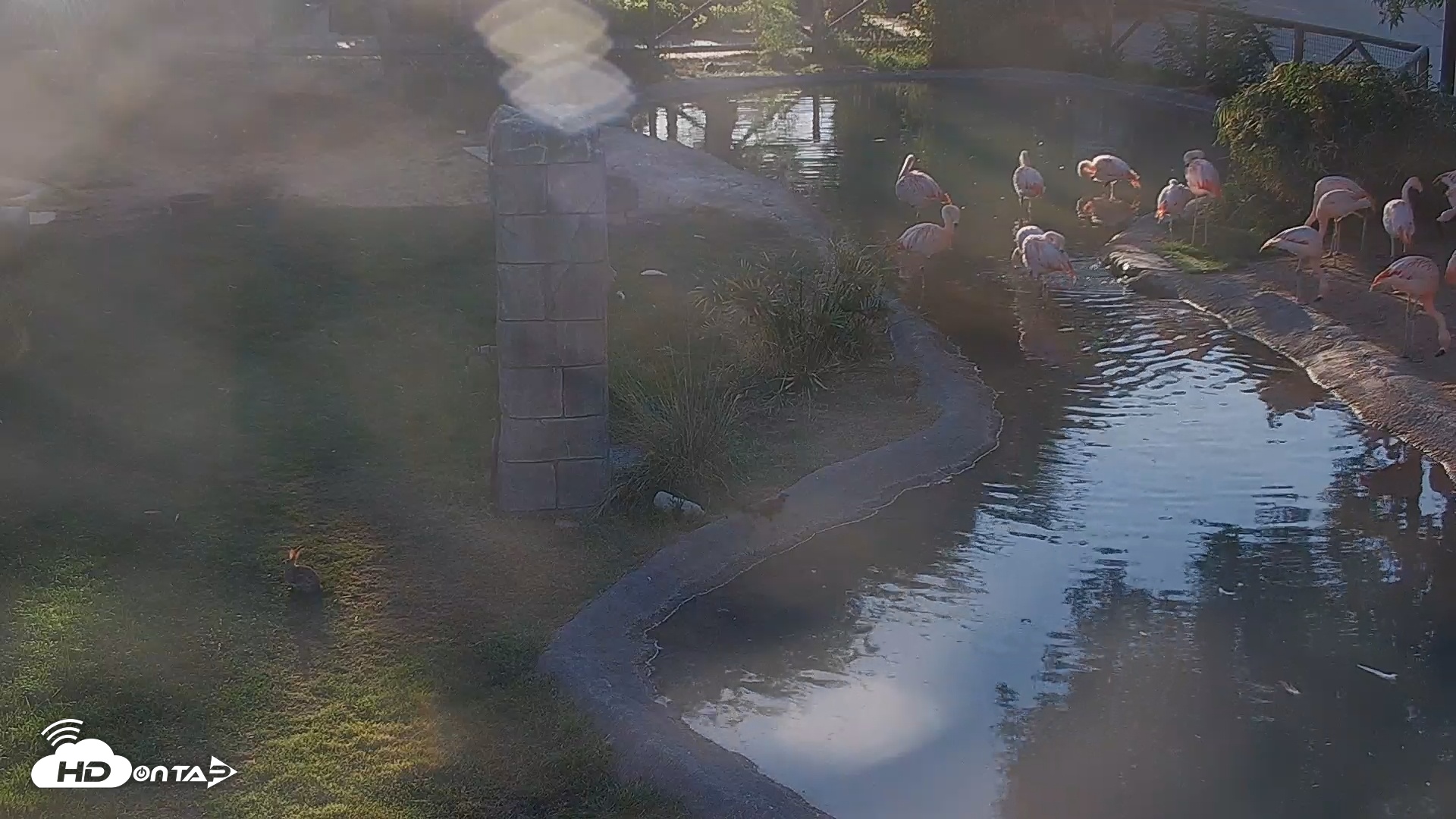Snapshot of Reid Park Zoo Flamingo taken May 19, 2025, 6:10pm MST