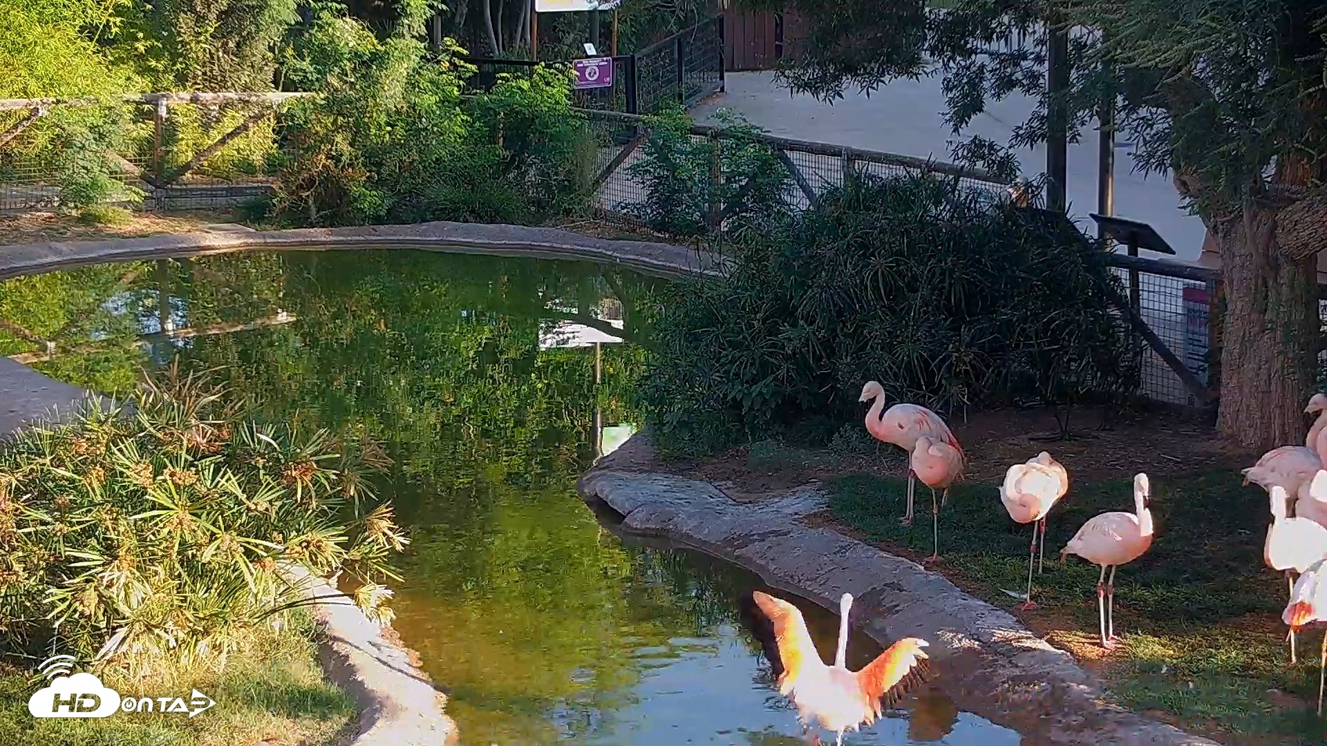 Snapshot of Reid Park Zoo Flamingos Live Webcam taken Jun 9, 2026, 6:23am MST