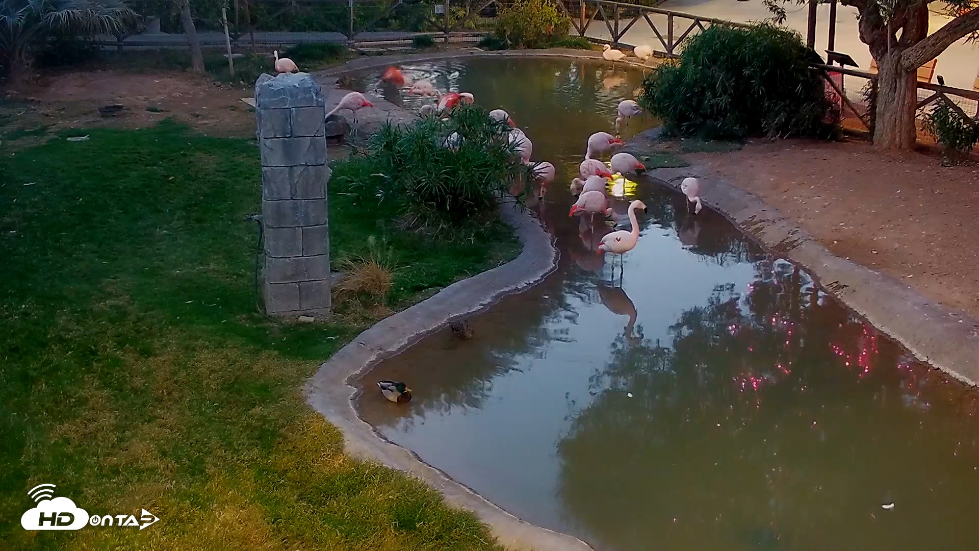 Snapshot of Reid Park Zoo Flamingos Live Webcam taken Nov 26, 2025, 5:35pm MST