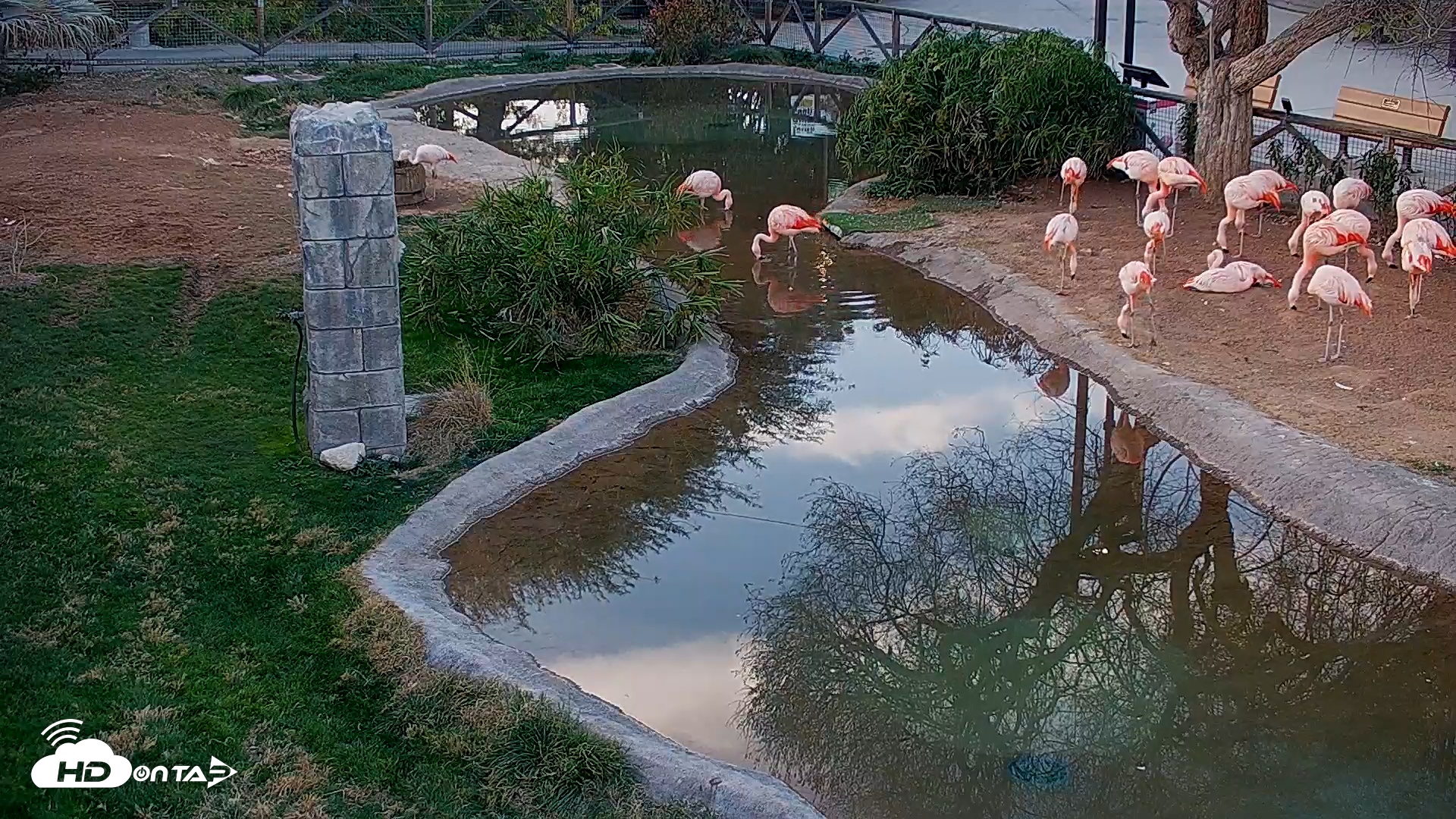 Snapshot of Reid Park Zoo Flamingos Live Webcam taken Feb 7, 2026, 5:28pm MST