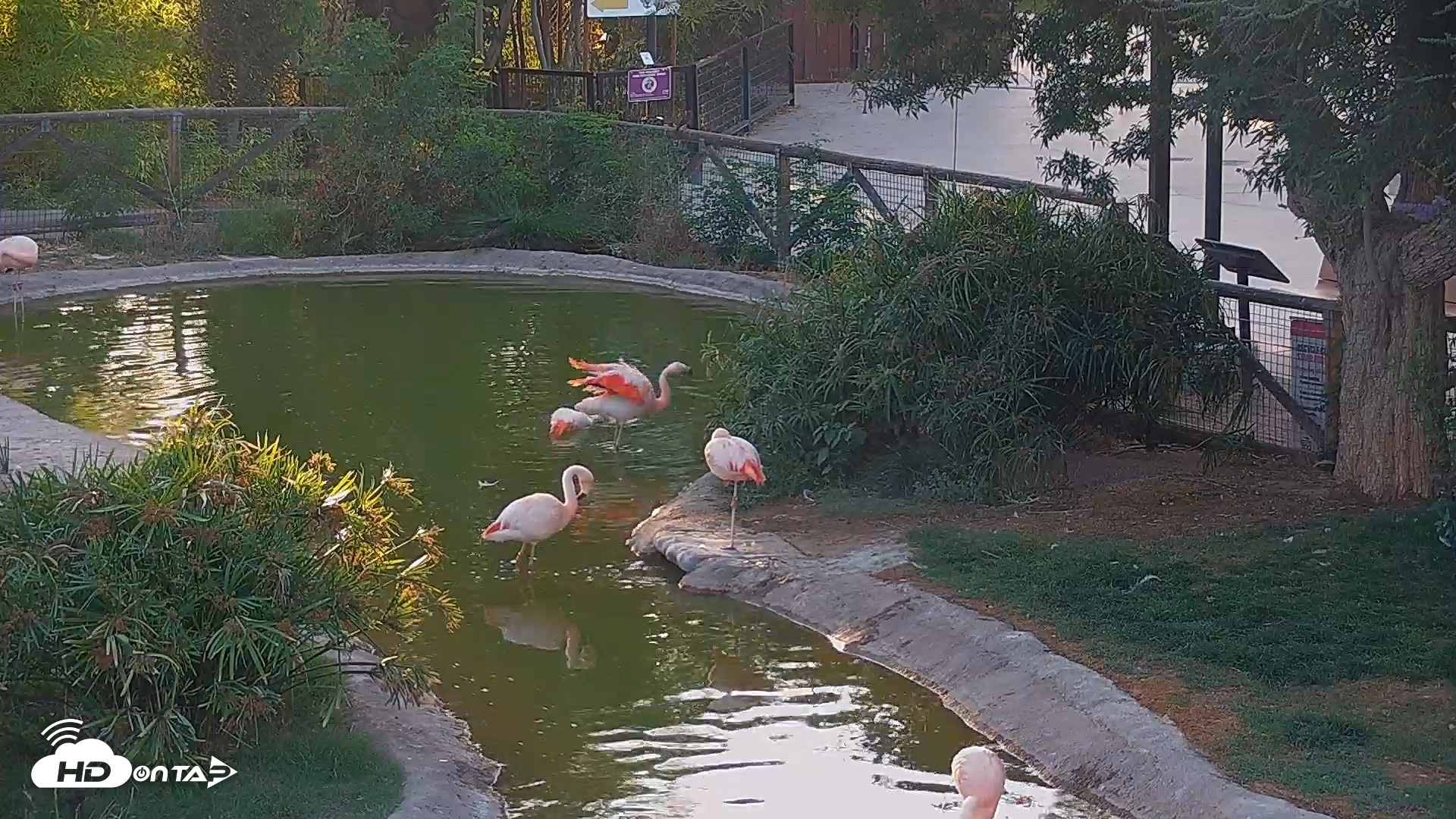 Snapshot of Reid Park Zoo Flamingos Live Webcam taken May 26, 2026, 6:47pm MST