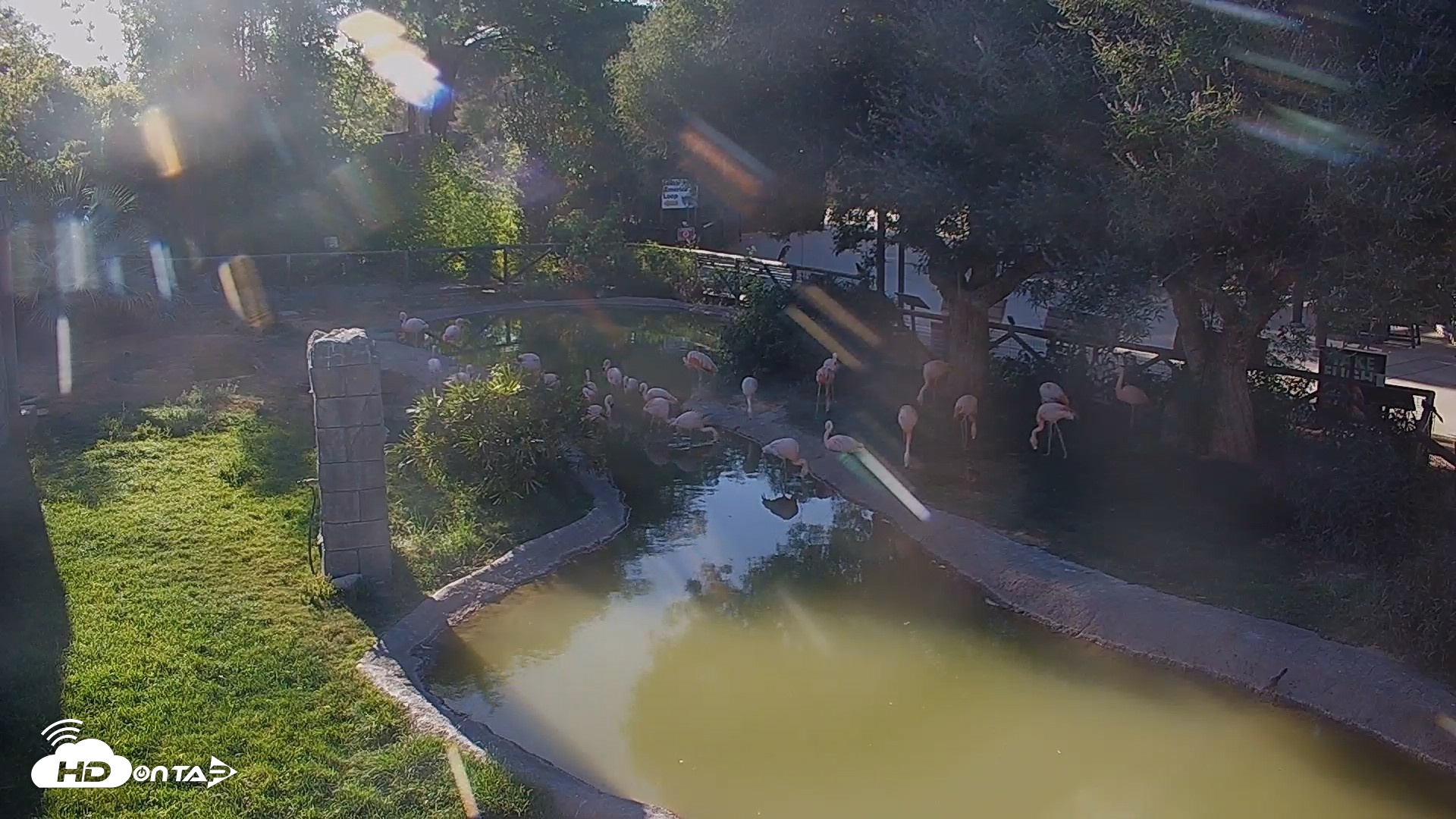 Snapshot of Reid Park Zoo Flamingos Live Webcam taken May 16, 2026, 5:26pm MST