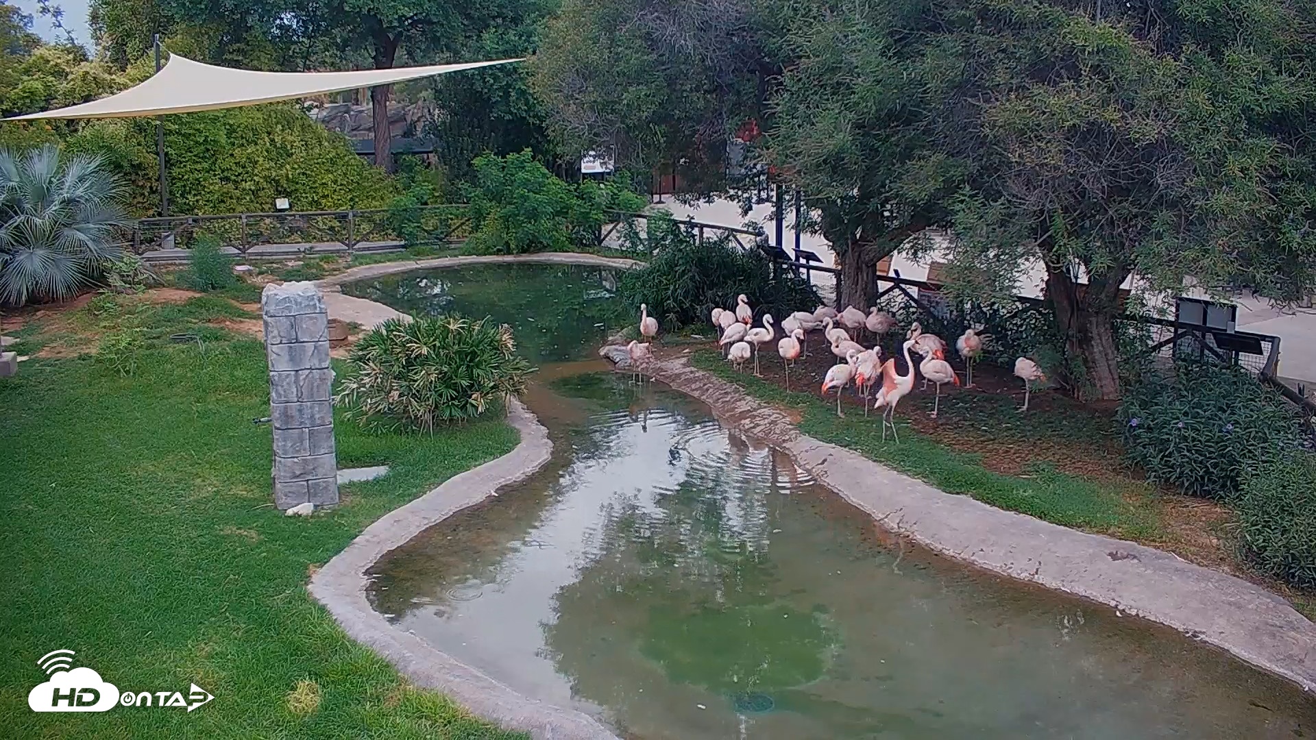 Snapshot of Reid Park Zoo Flamingos Live Webcam taken Sep 3, 2026, 6:35am MST