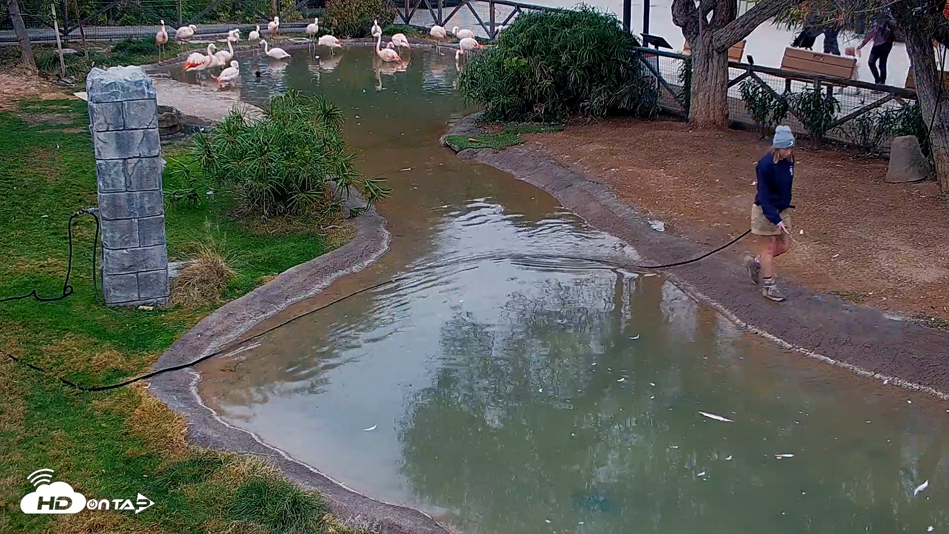 Snapshot of Reid Park Zoo Flamingos Live Webcam taken Dec 29, 2025, 9:23am MST