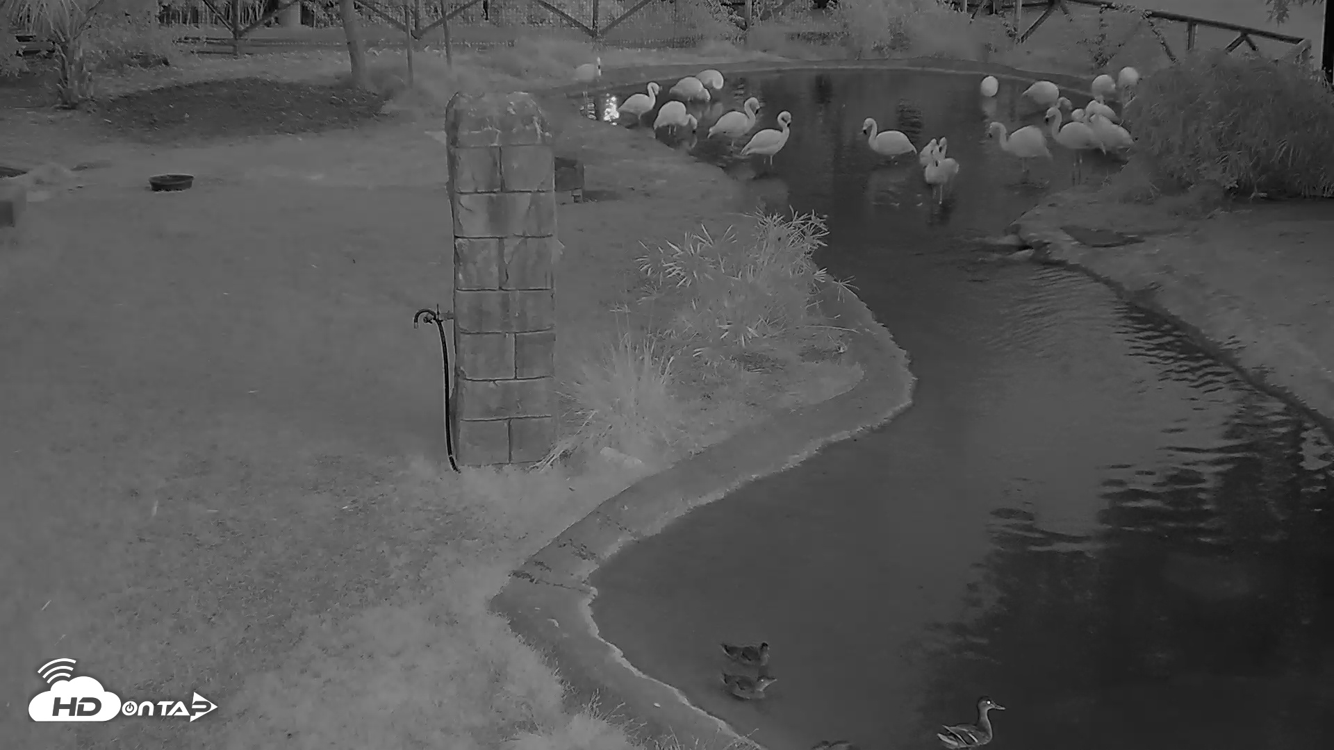 Snapshot of Reid Park Zoo Flamingo taken May 17, 2025, 5:06am MST
