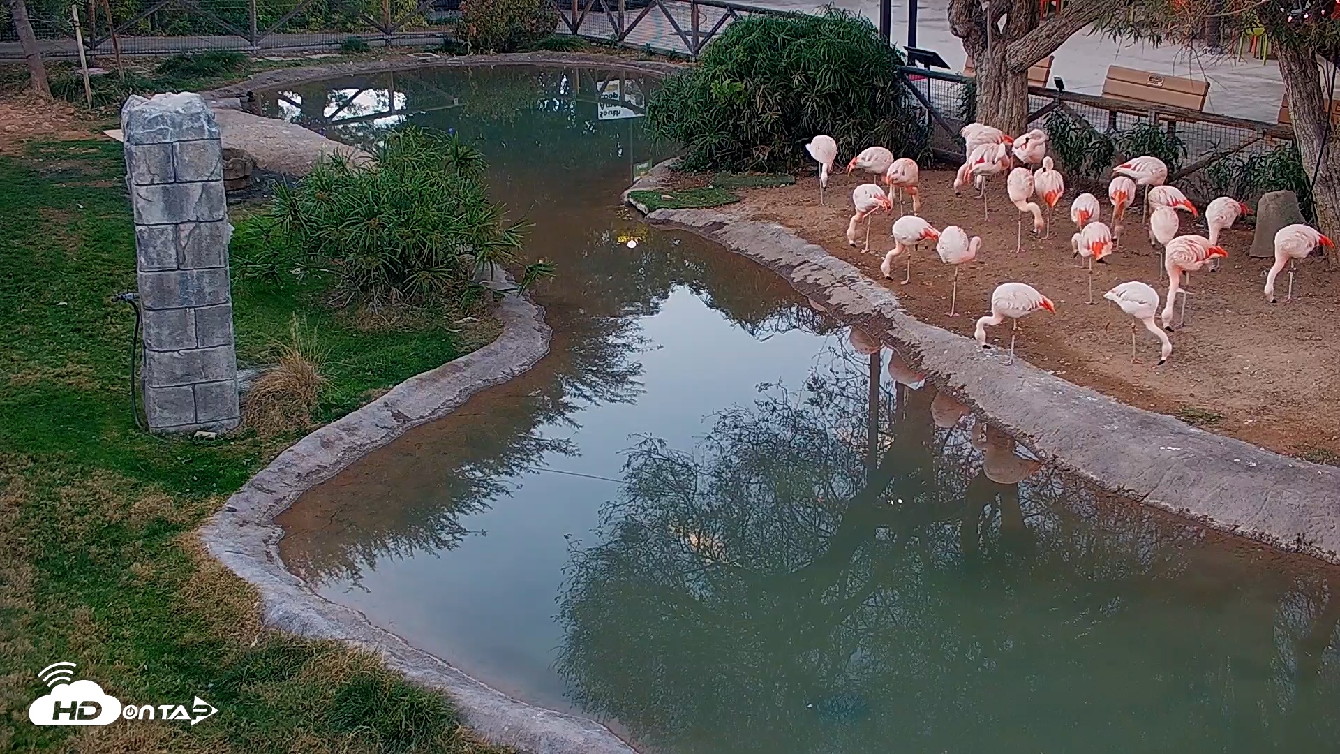 Snapshot of Reid Park Zoo Flamingos Live Webcam taken Dec 27, 2025, 5:15pm MST