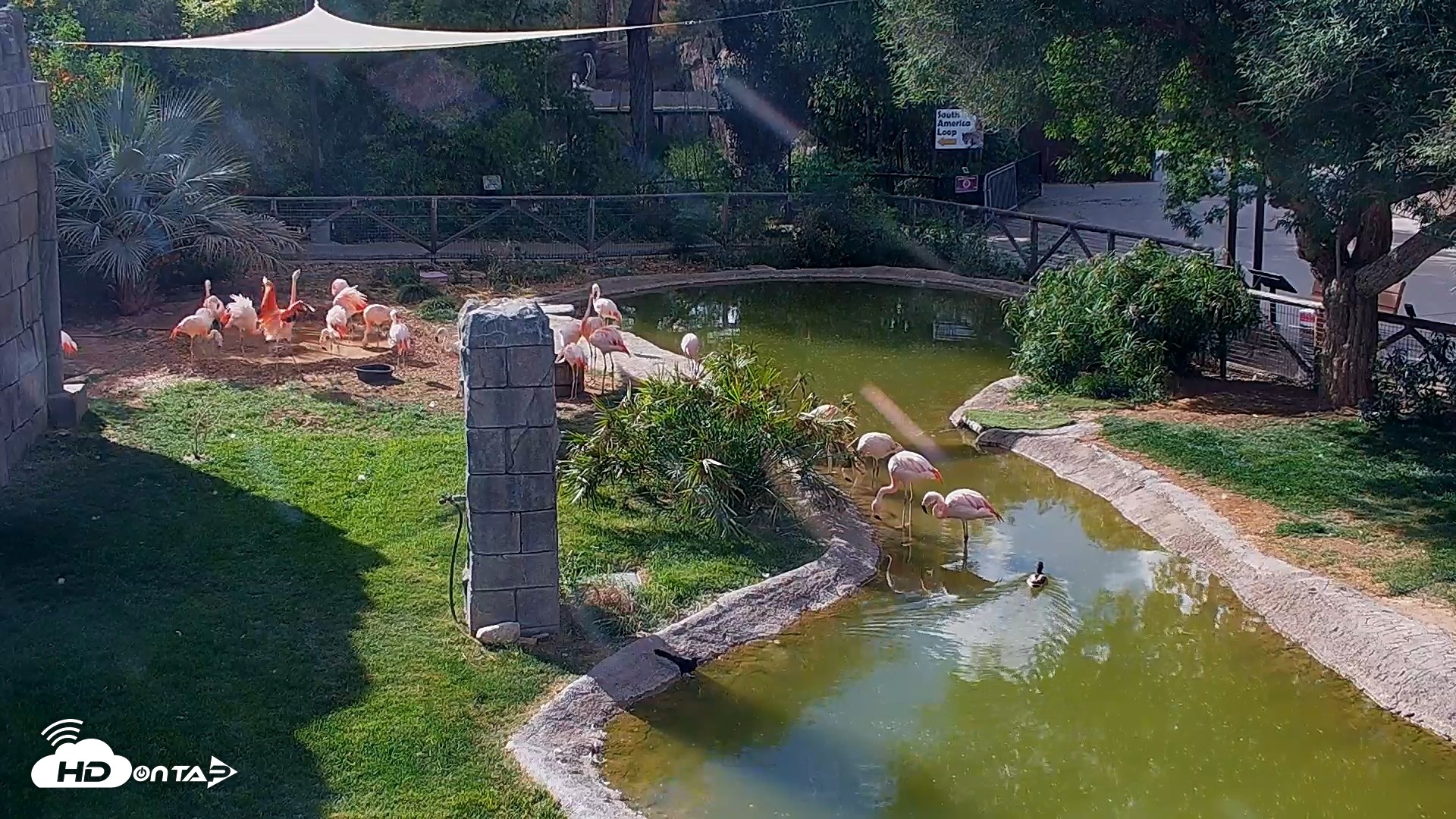Snapshot of Reid Park Zoo Flamingos Live Webcam taken Apr 11, 2026, 4:14pm MST