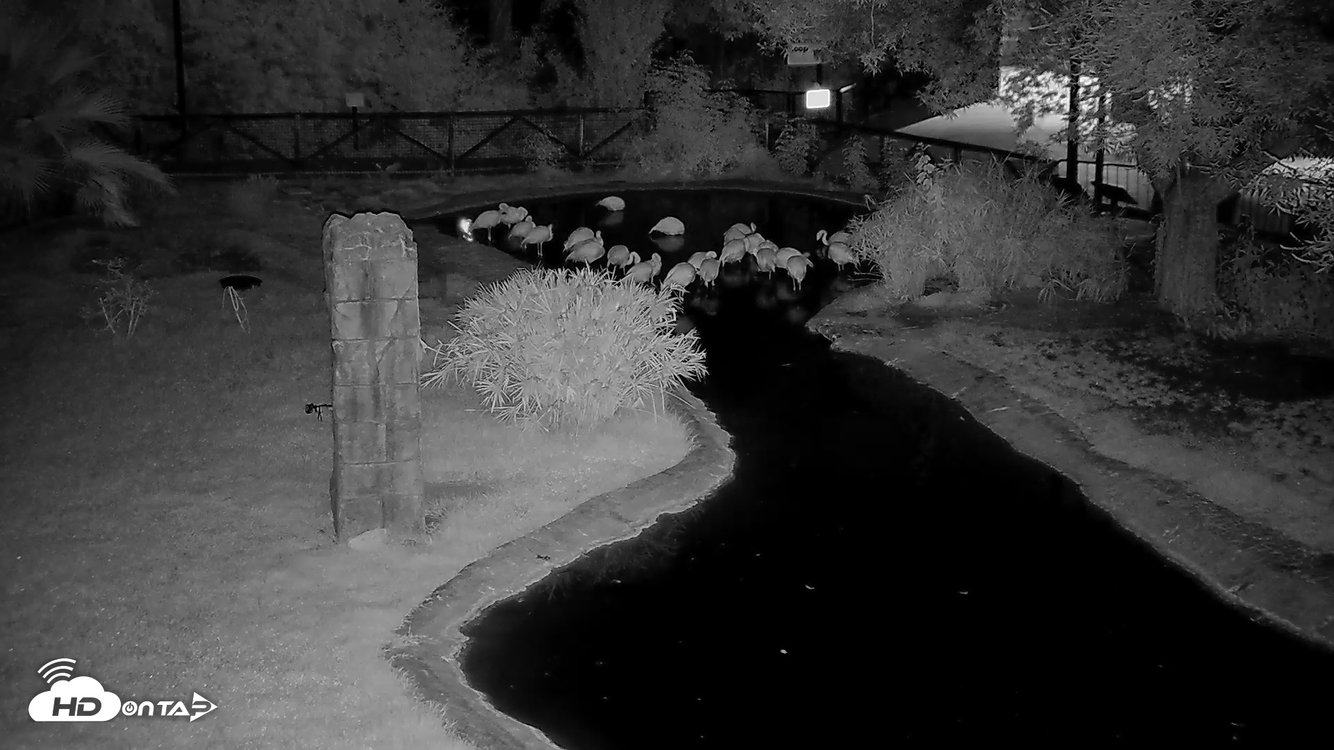 Snapshot of Reid Park Zoo Flamingos Live Webcam taken Jul 24, 2026, 4:56am MST
