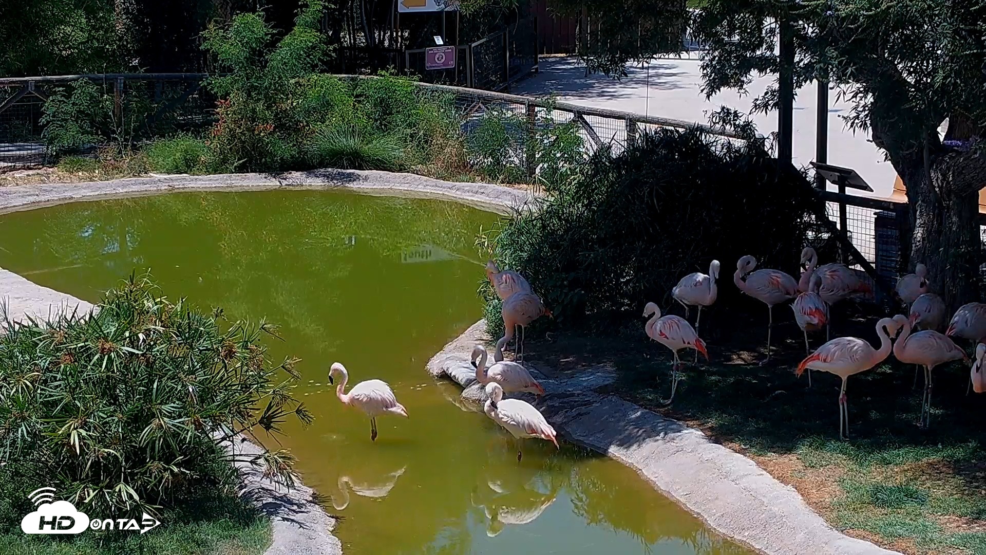 Snapshot of Reid Park Zoo Flamingos Live Webcam taken May 26, 2026, 1:12pm MST