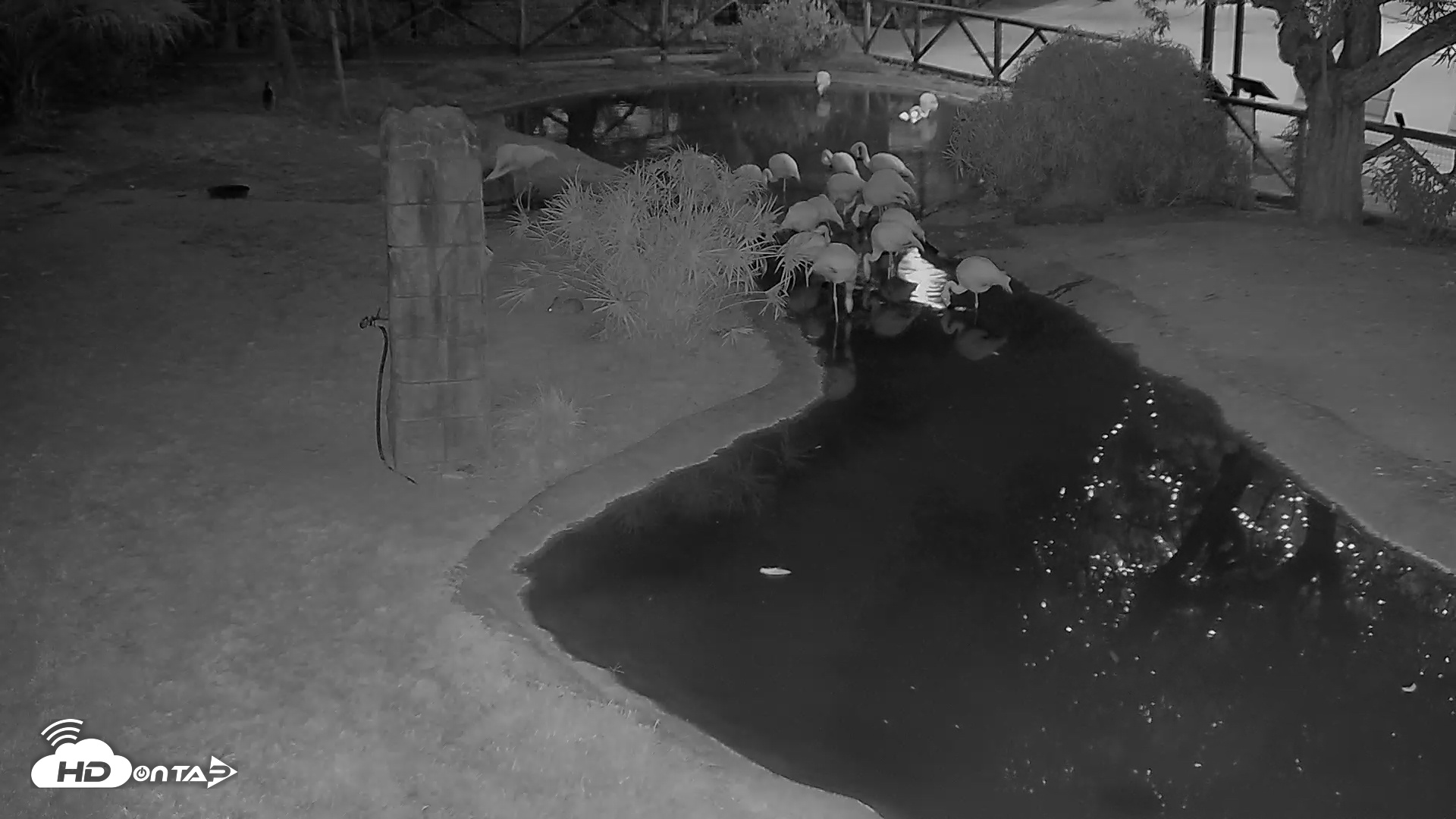 Snapshot of Reid Park Zoo Flamingos Live Webcam taken Nov 27, 2025, 5:50pm MST
