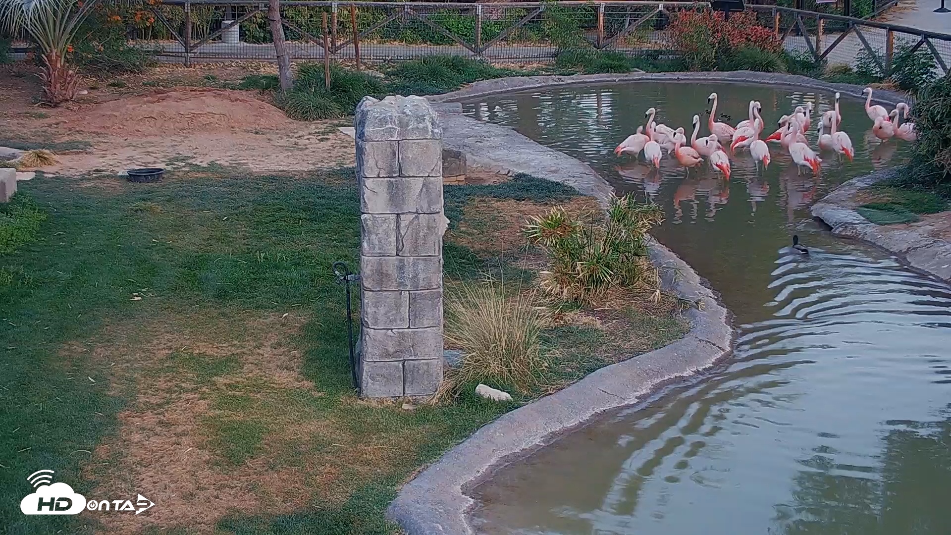 Snapshot of Reid Park Zoo Flamingo taken Apr 26, 2025, 5:40am MST