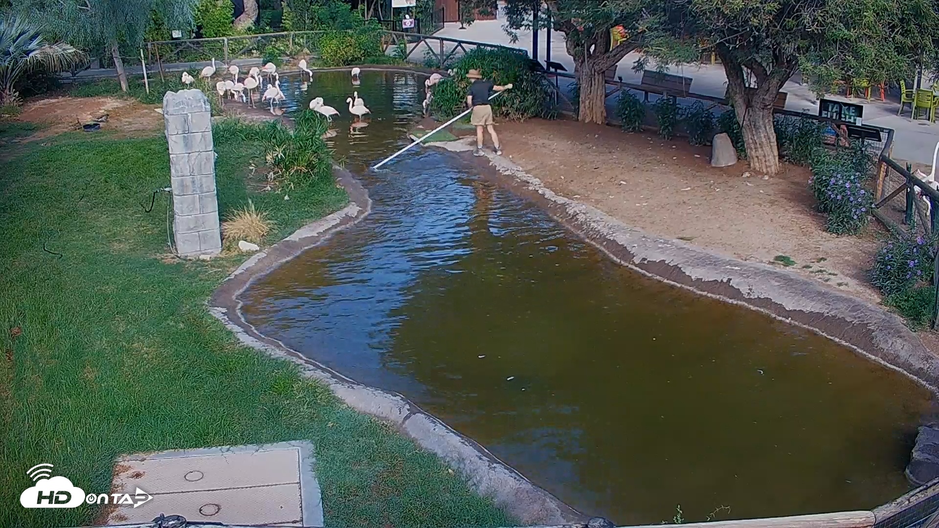 Snapshot of Reid Park Zoo Flamingos Live Webcam taken Oct 12, 2025, 9:09am MST