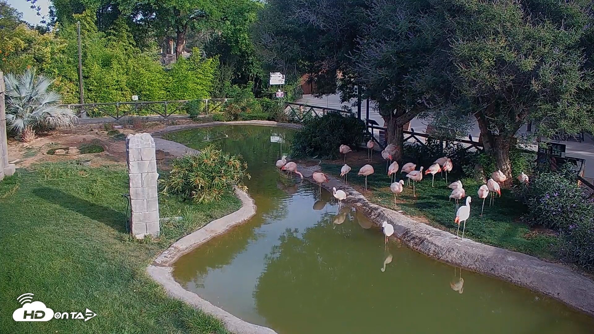 Snapshot of Reid Park Zoo Flamingos Live Webcam taken May 20, 2026, 7:13am MST