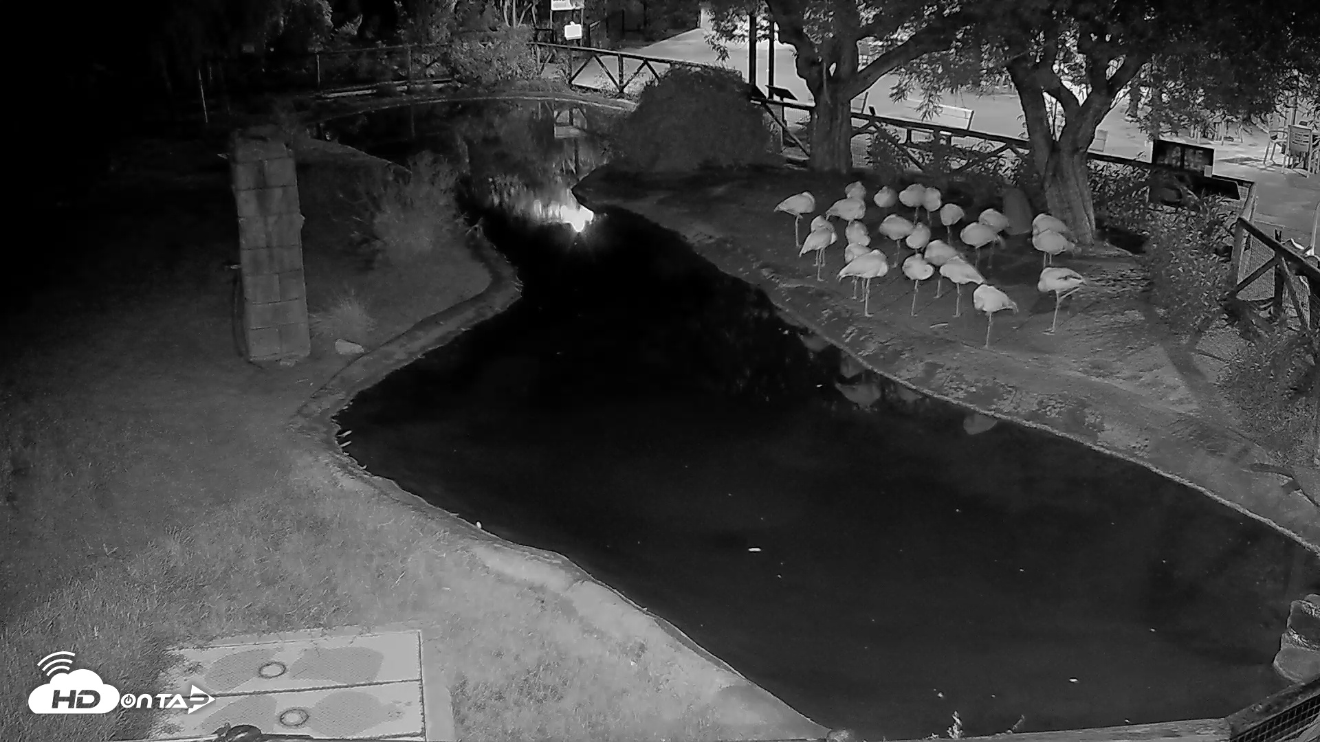 Snapshot of Reid Park Zoo Flamingos Live Webcam taken Oct 13, 2025, 9:44pm MST