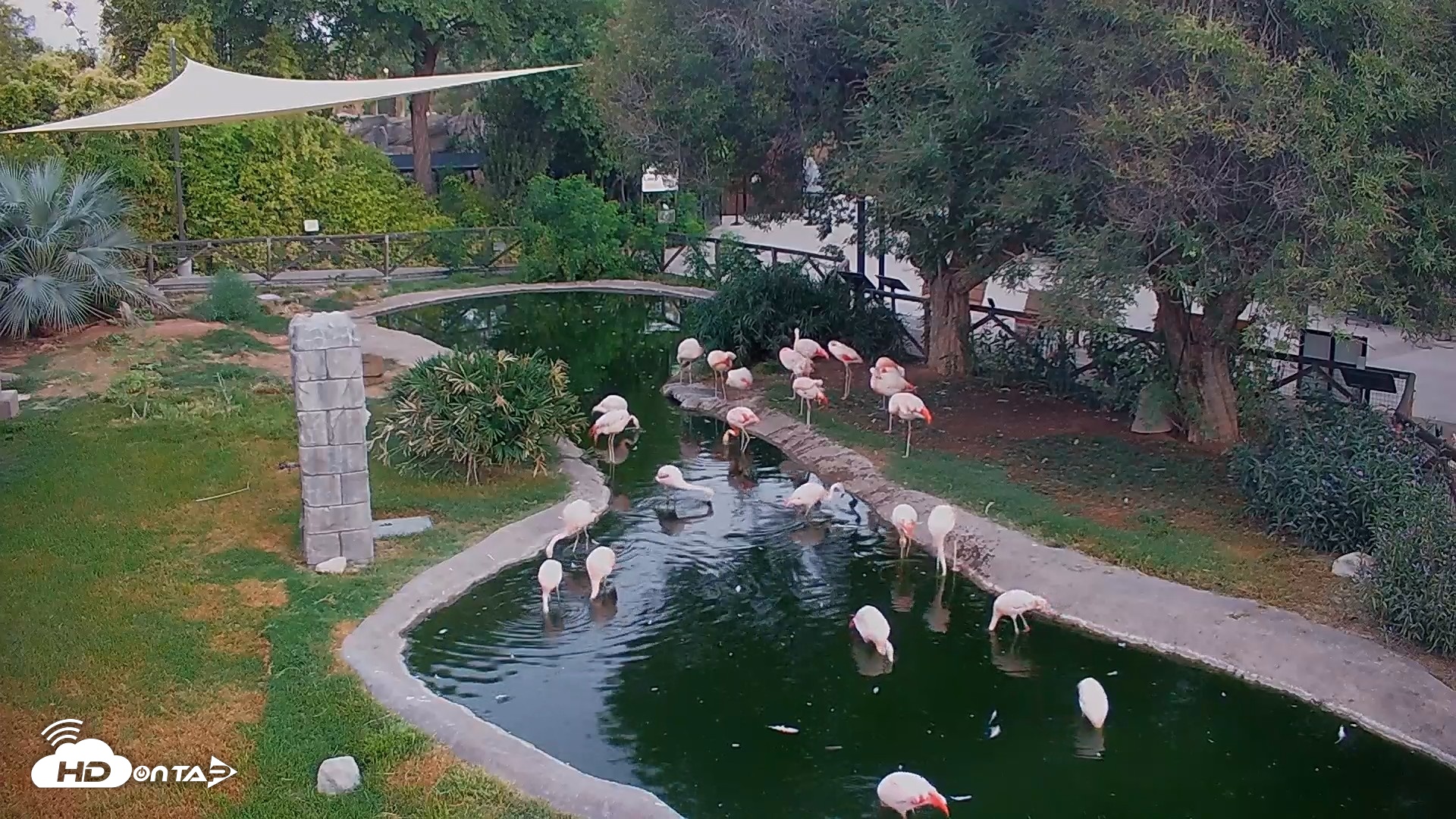 Snapshot of Reid Park Zoo Flamingos Live Webcam taken Aug 25, 2026, 5:49am MST
