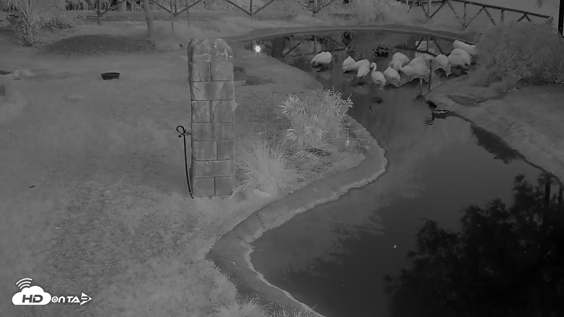 Snapshot of Reid Park Zoo Flamingo taken May 2, 2025, 5:18am MST